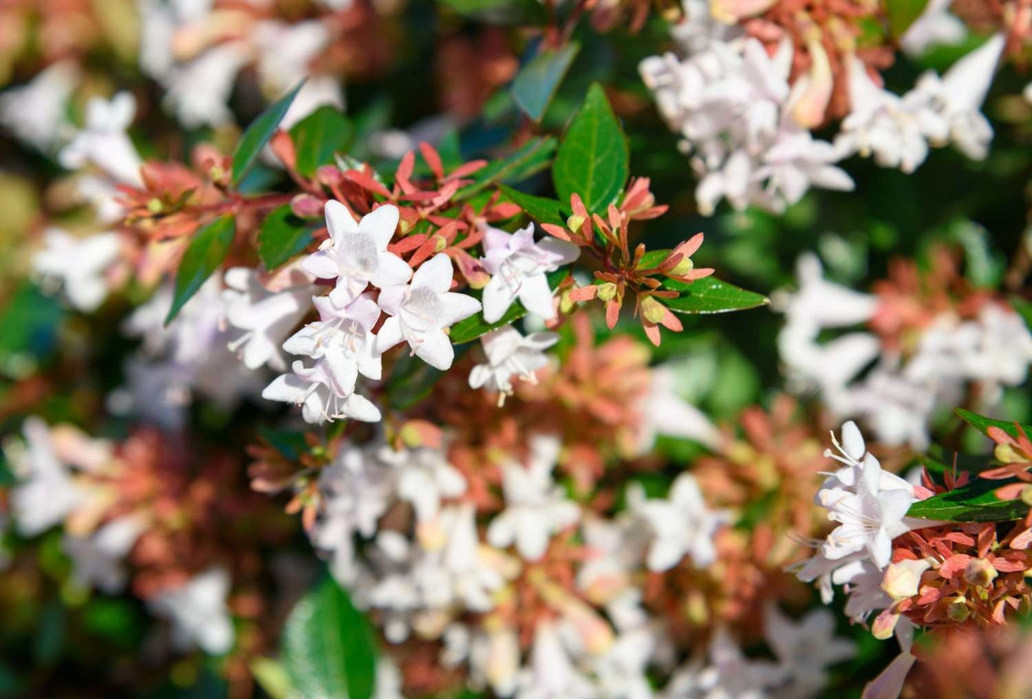 Abélia (Grandiflora) - Image 3