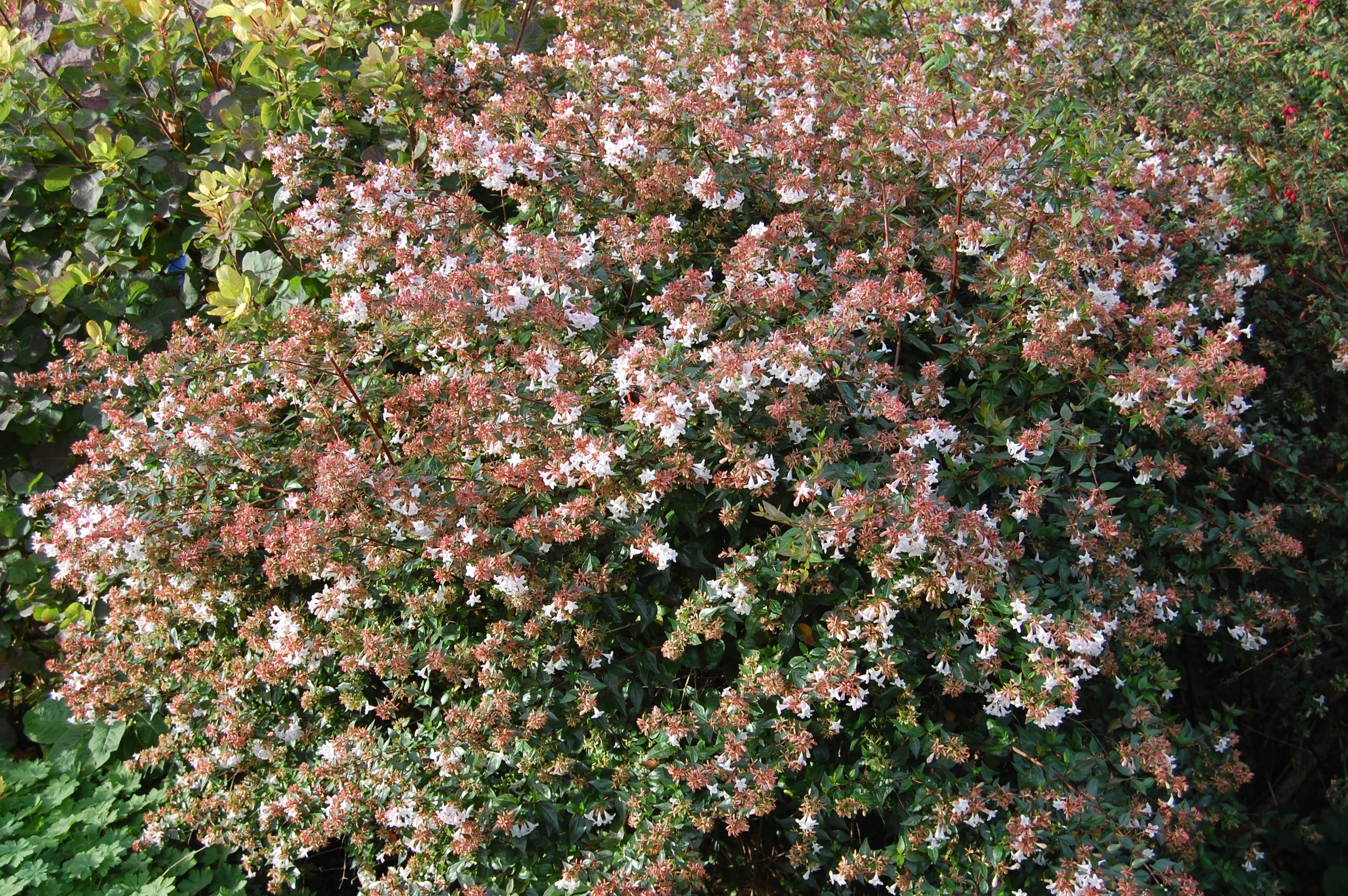 Abélia (Grandiflora) - Image 4