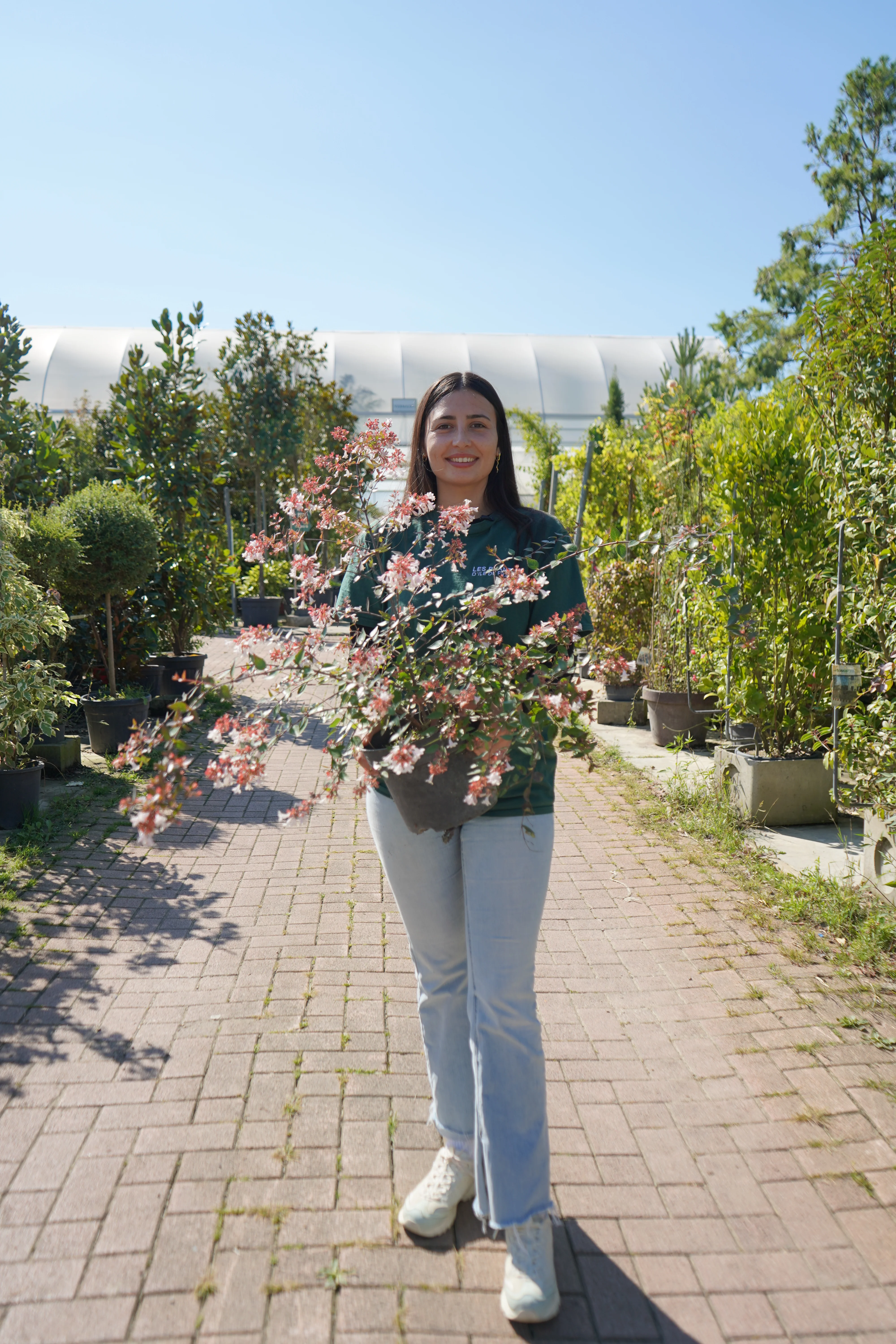 Abélia (Grandiflora) - Image 7