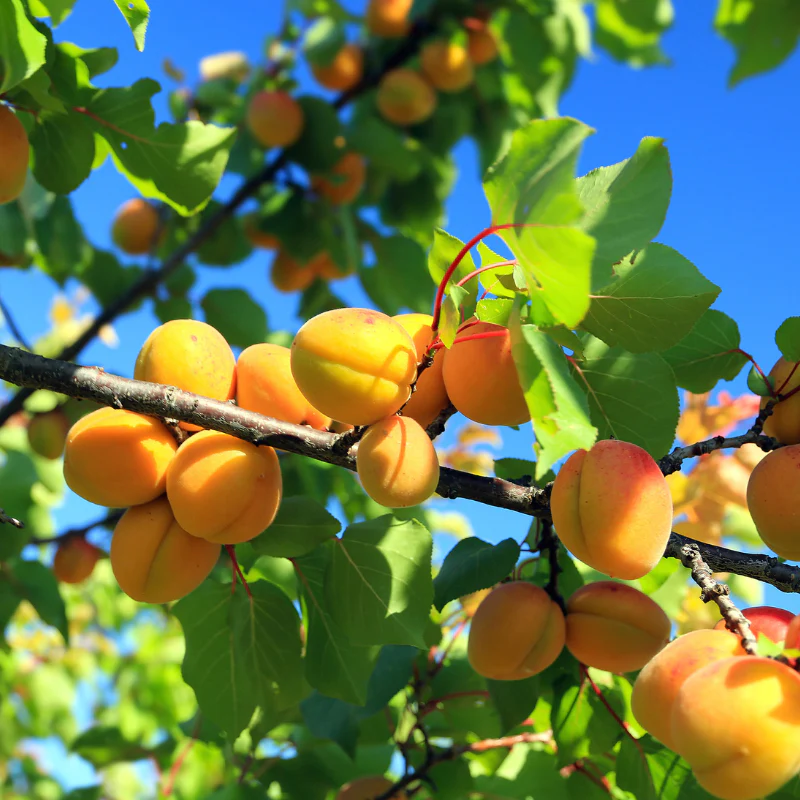 Abricotier Bergeron (Prunus armeniaca Bergeron) - Image 6