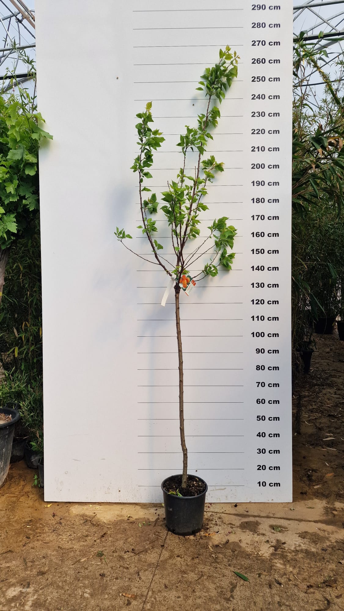 Abricotier Bergeron (Prunus armeniaca Bergeron) - Image 7