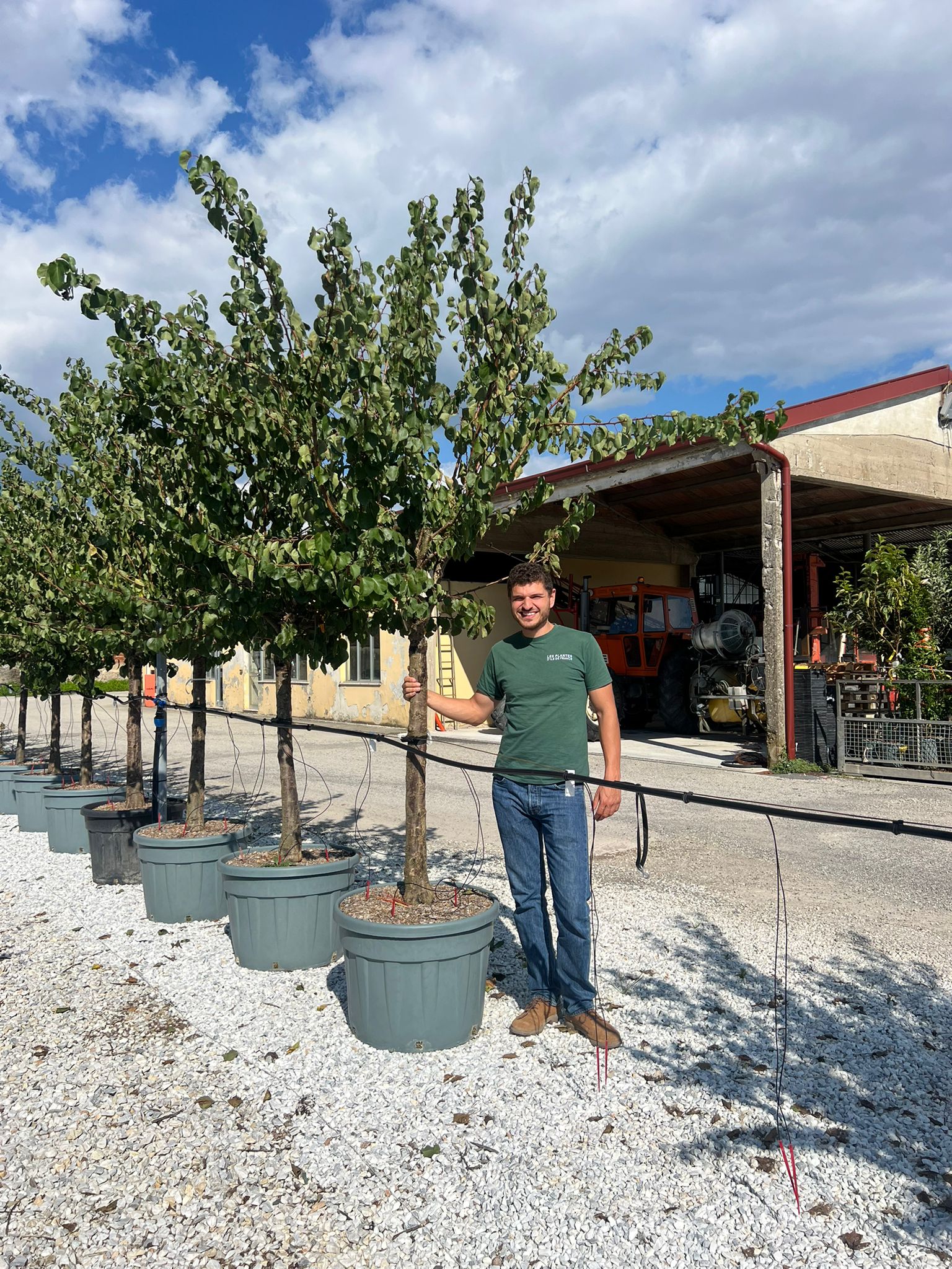 Abricotier Bergeron (Prunus armeniaca Bergeron) - Image 9