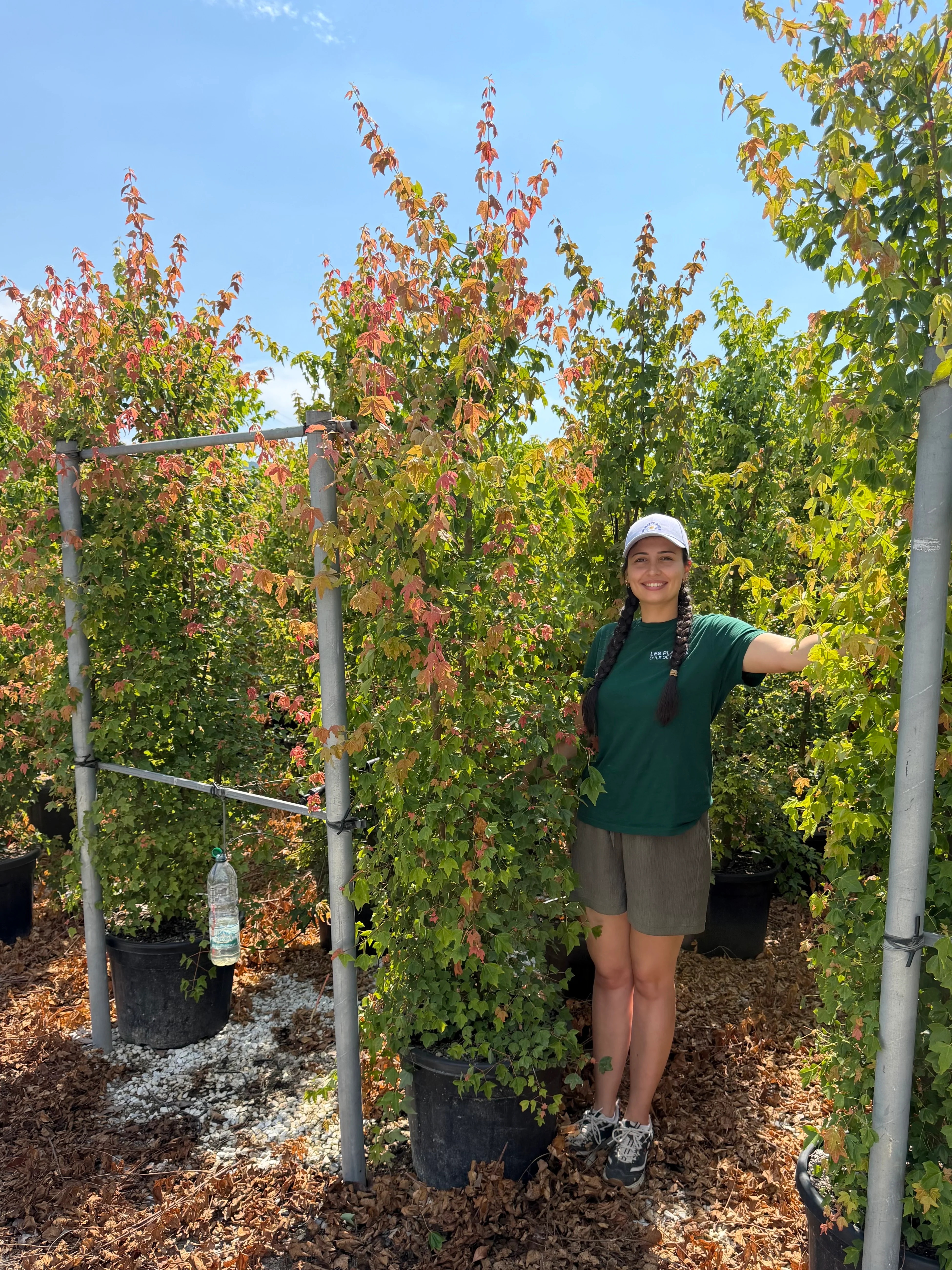 Acer buergerianum (Érable Trident) - Image 3