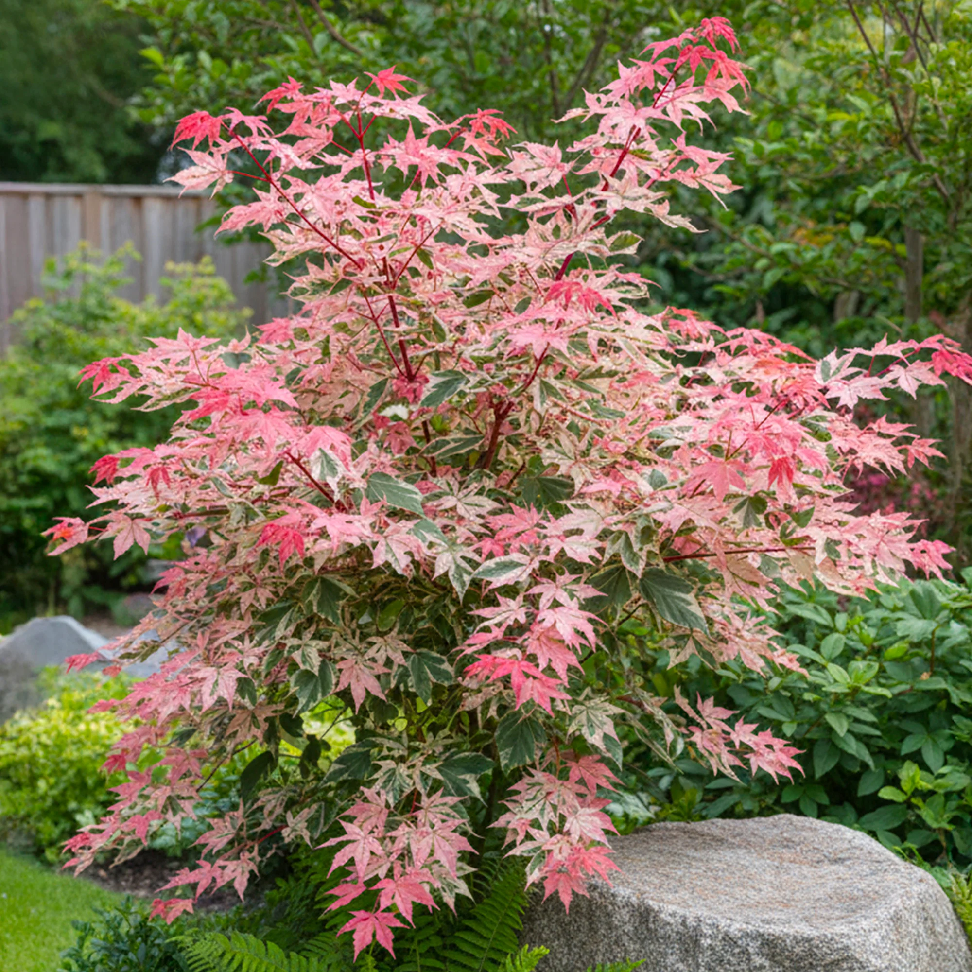 Érable Red flamingo (Acer Conspicuum)