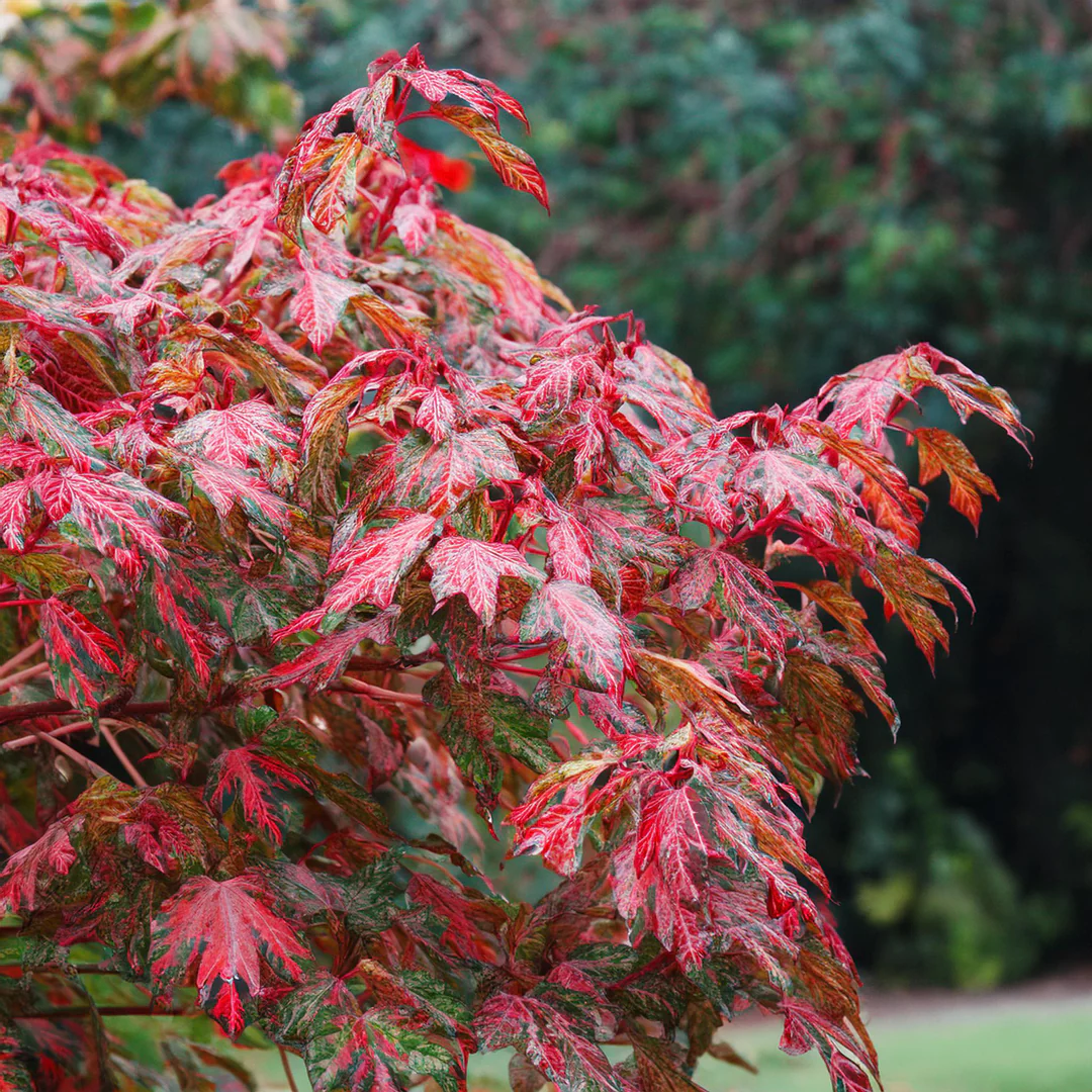 Érable Red flamingo (Acer Conspicuum) - Image 2