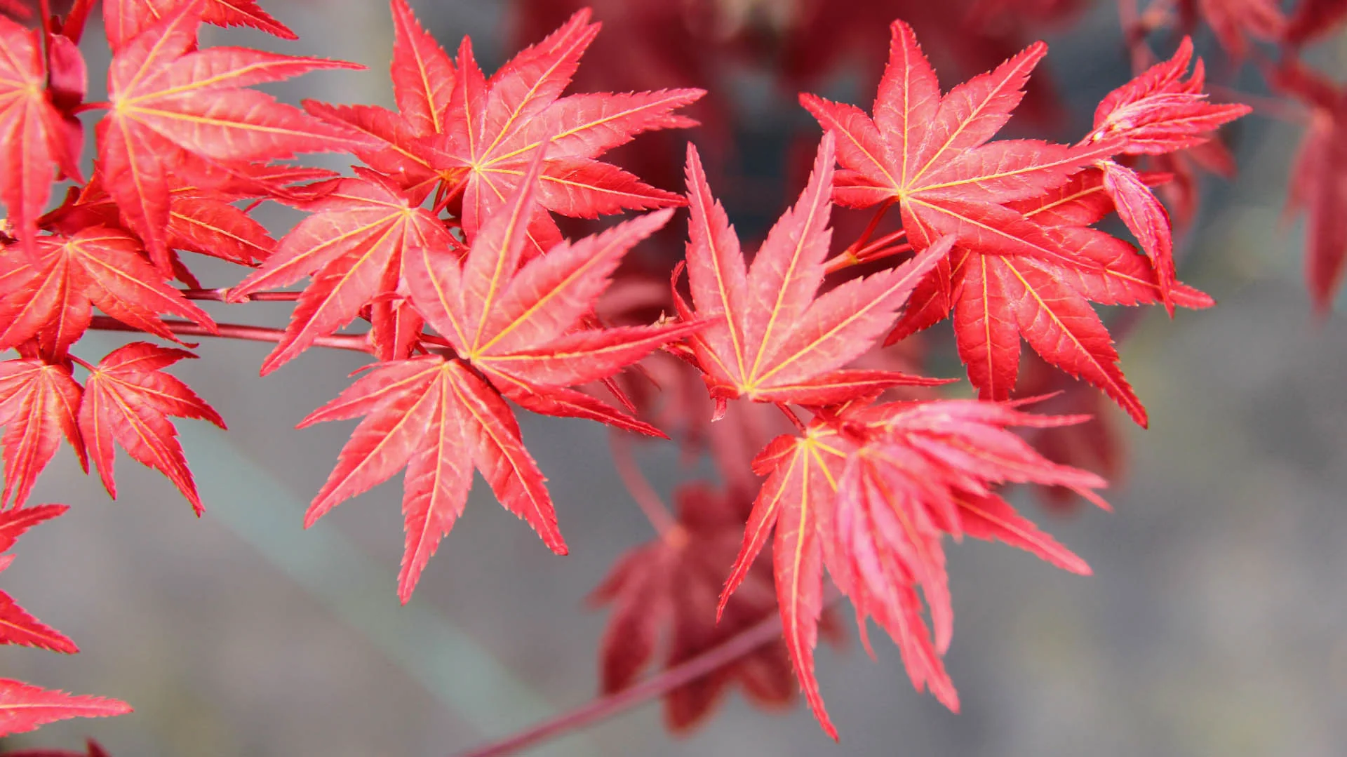 Acer Palmatum 'Beni Maiko' - Image 2