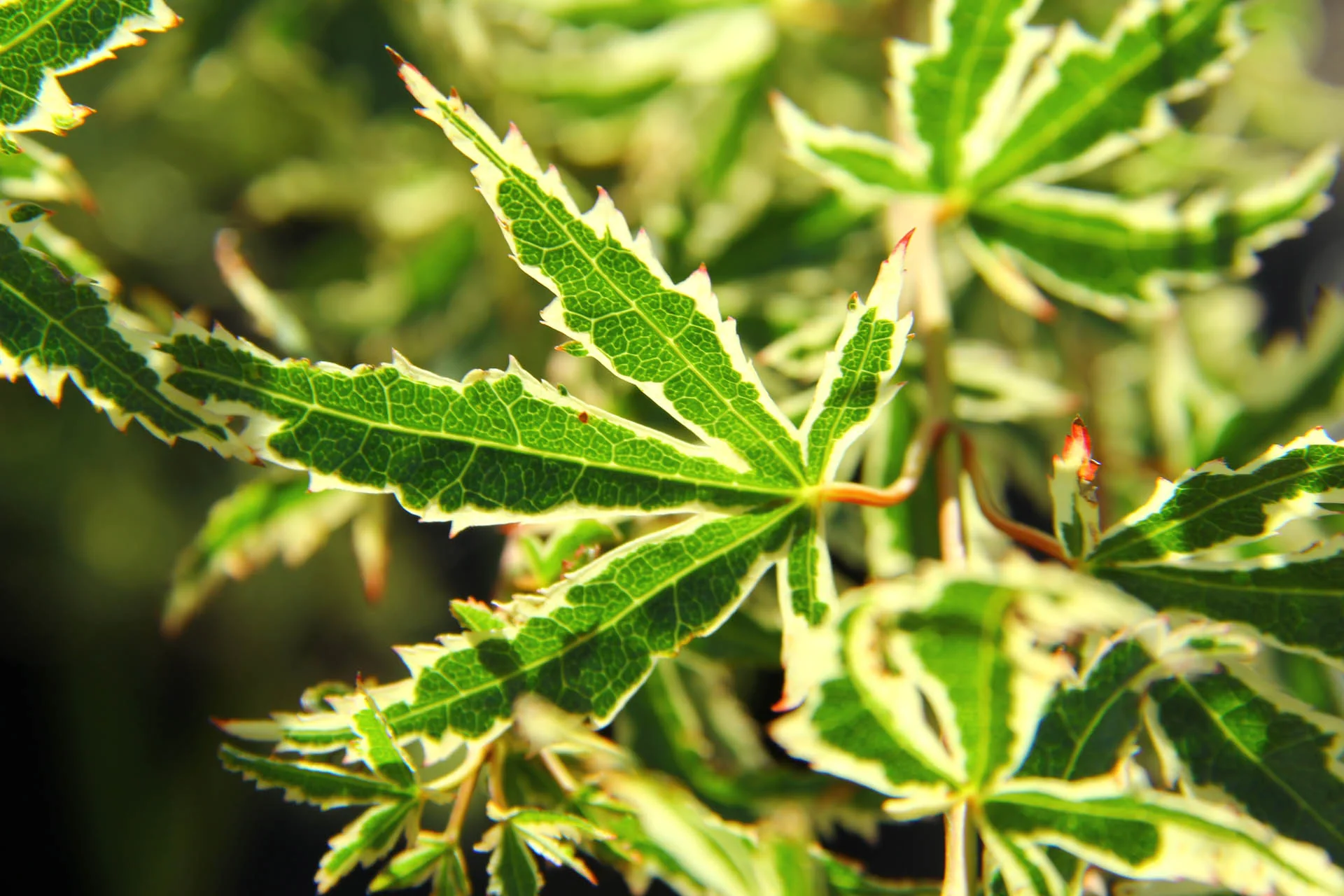Acer Palmatum Butterfly - Image 3