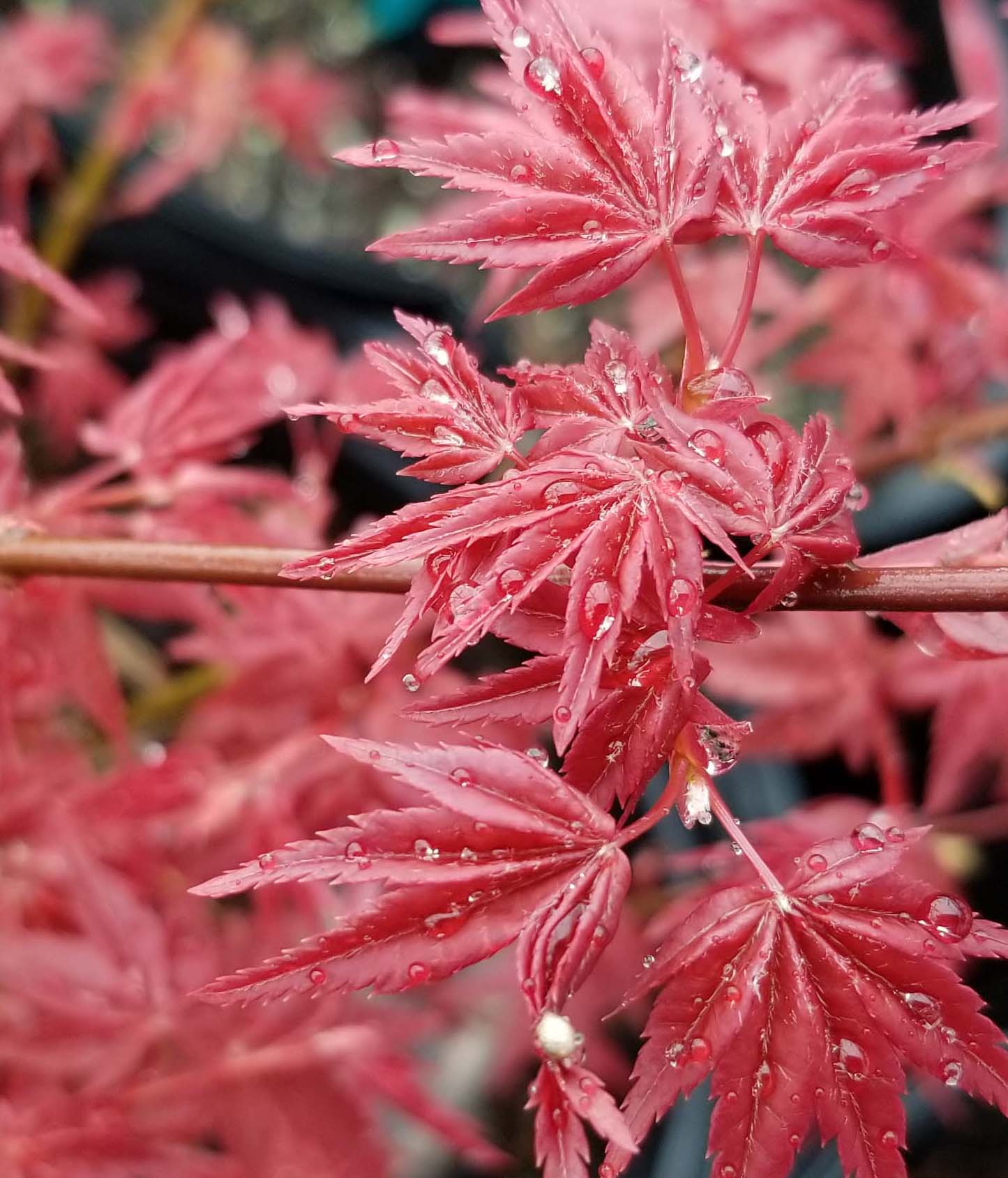 Acer Palmatum Deshojo - Image 3