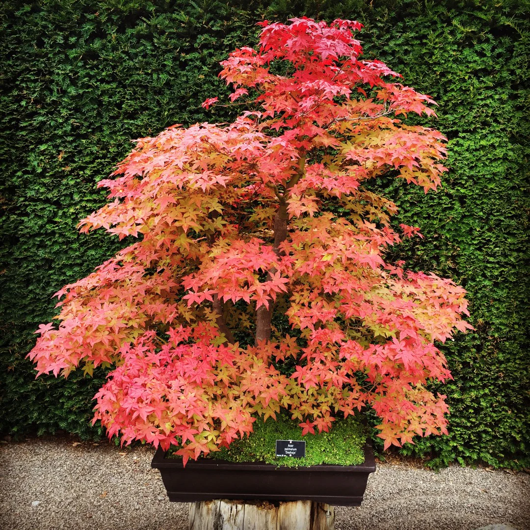 Acer Palmatum Deshojo - Image 4