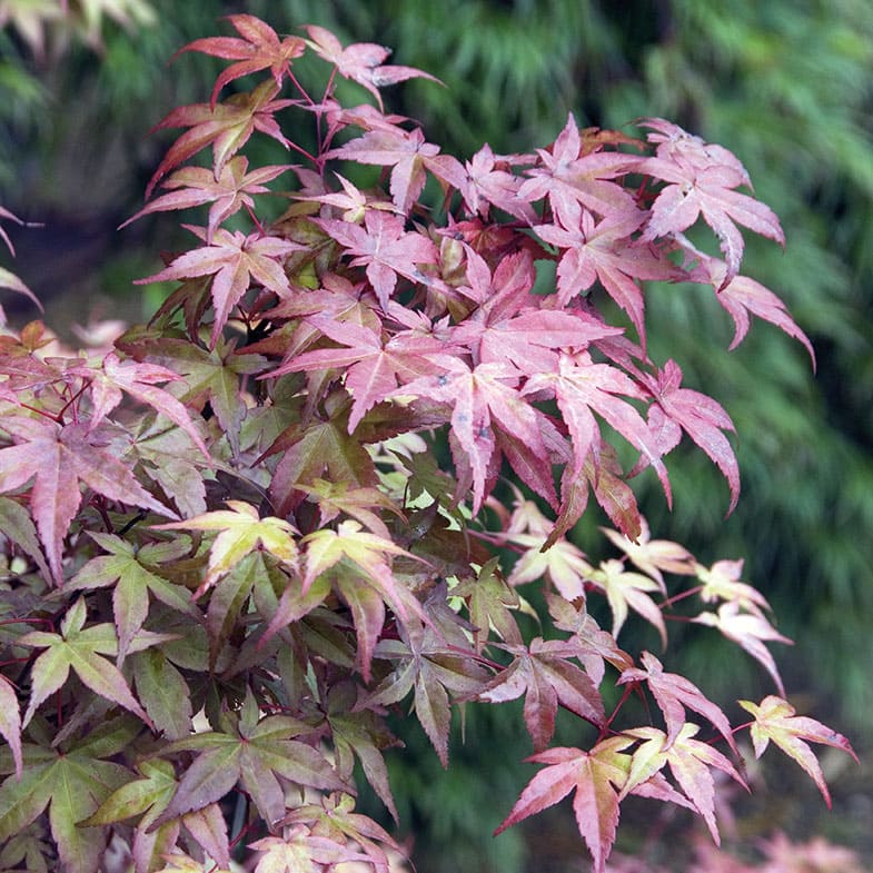 Acer Palmatum Deshojo - Image 5