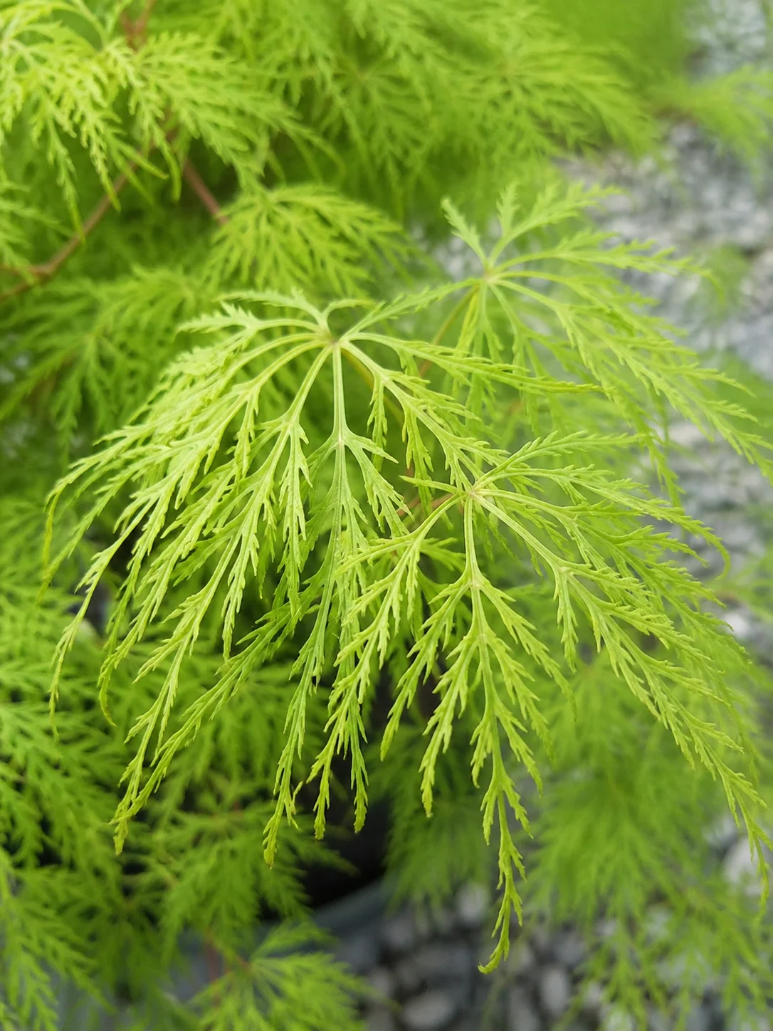 Acer Palmatum Dissectum Viridis - Image 2