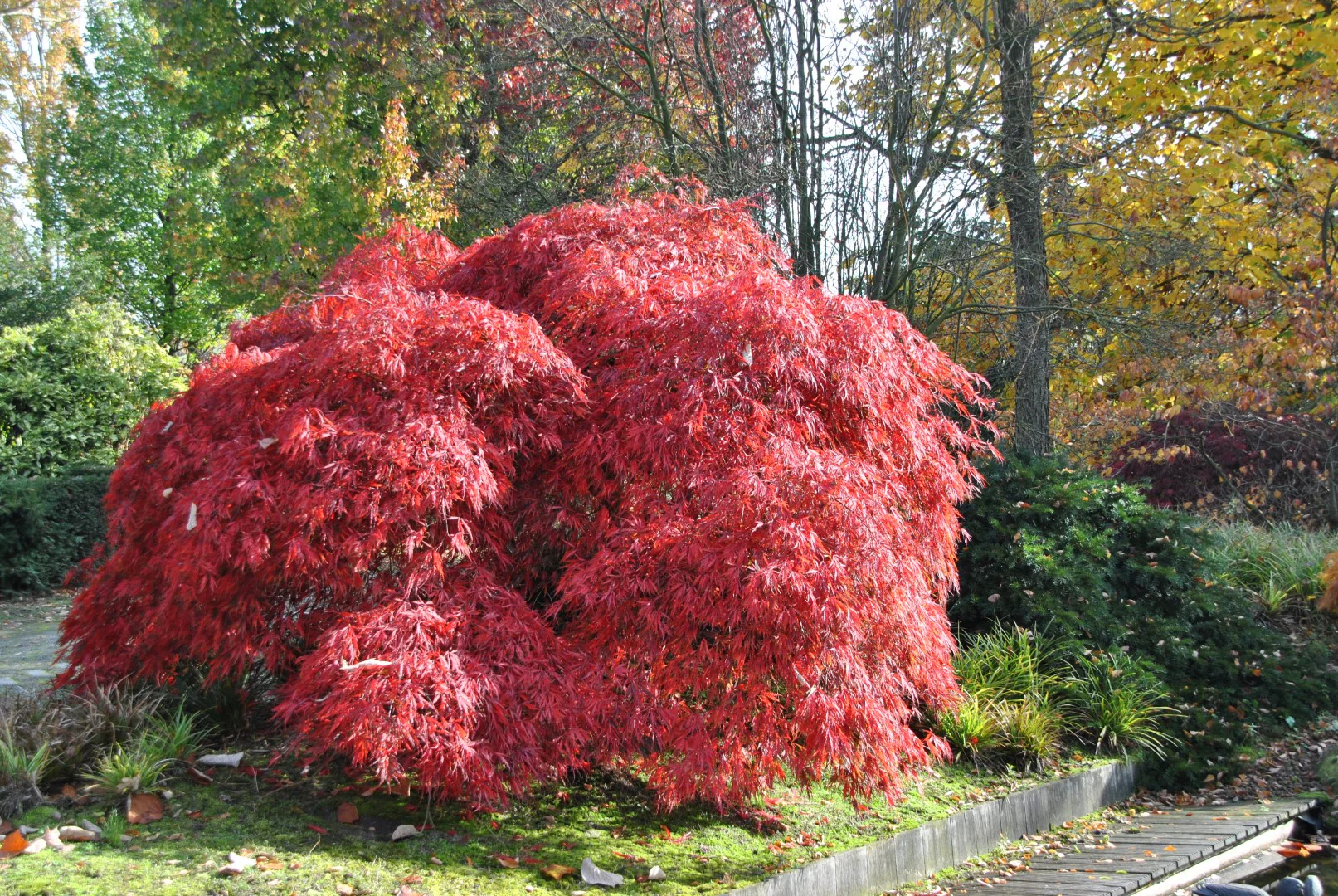 Acer Dissectum Garnet - Image 3