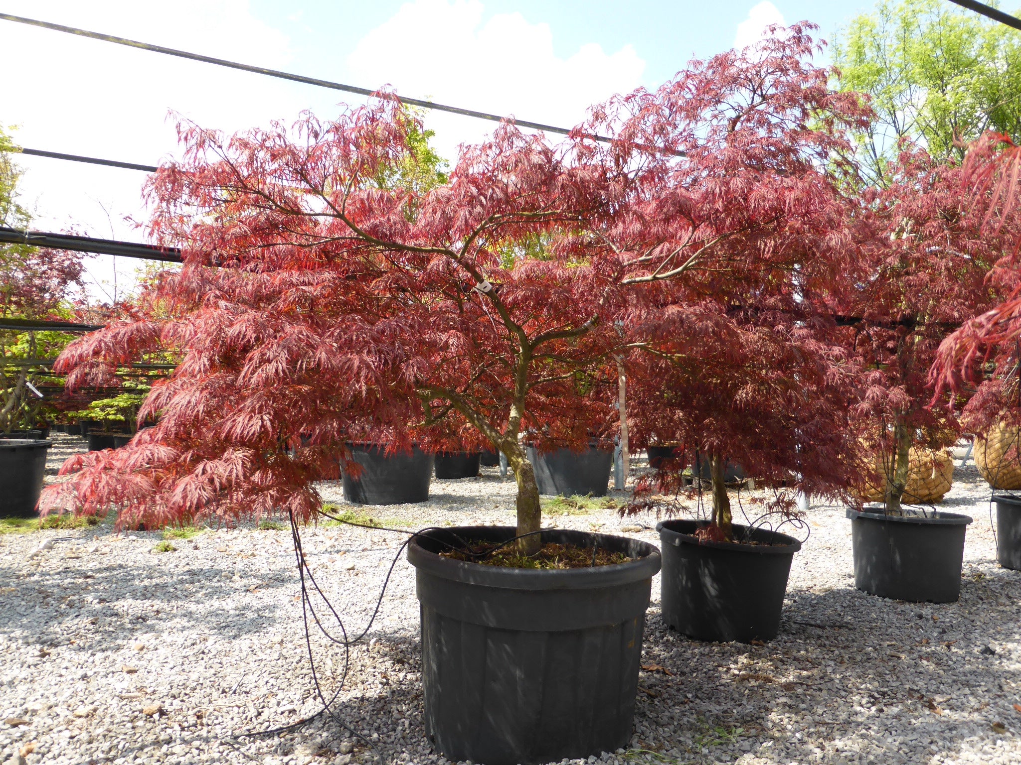 Acer Dissectum Garnet - Image 4
