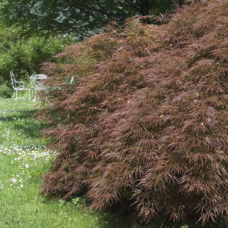Acer Dissectum Garnet - Image 5