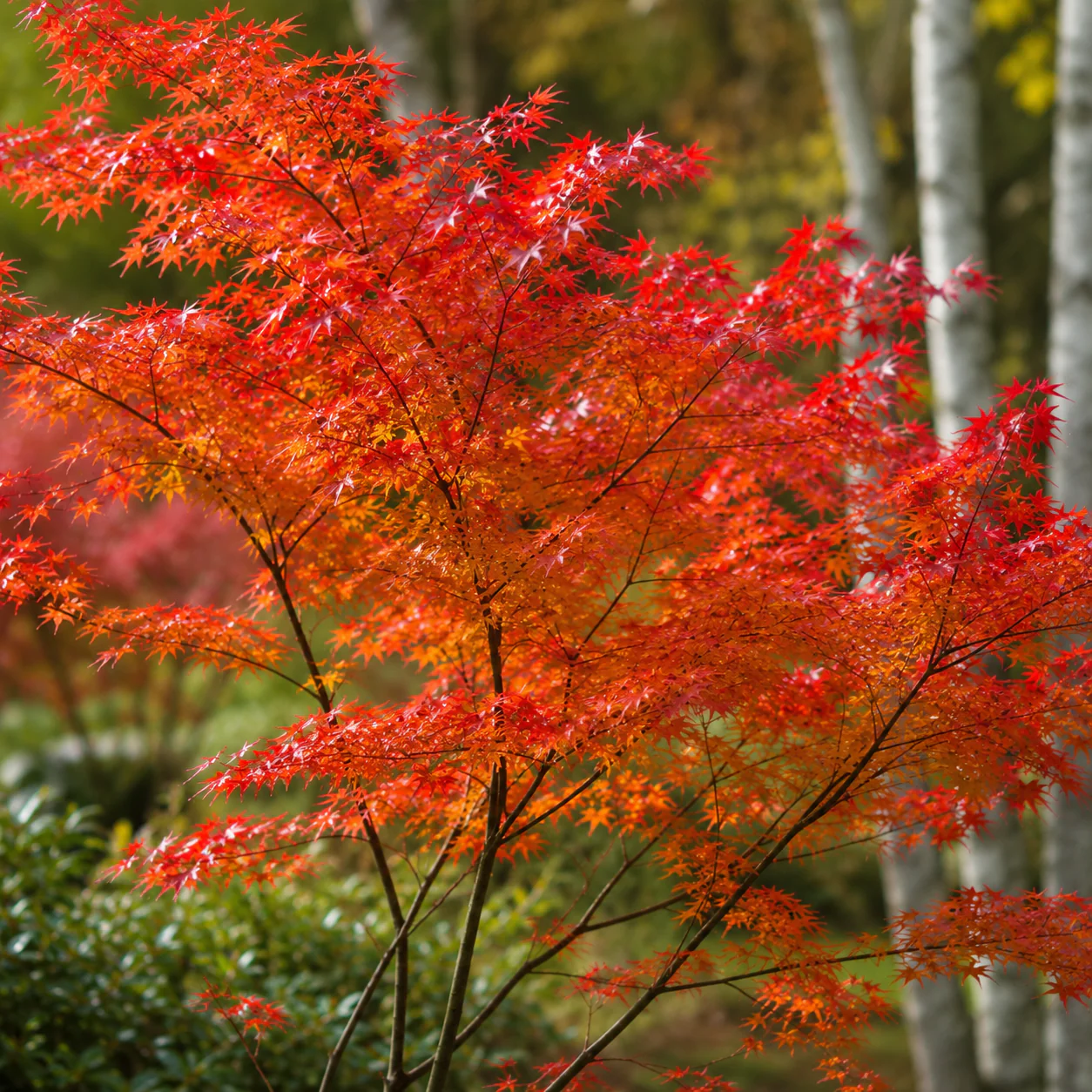 Acer Palmatum Japonicum - Image 2