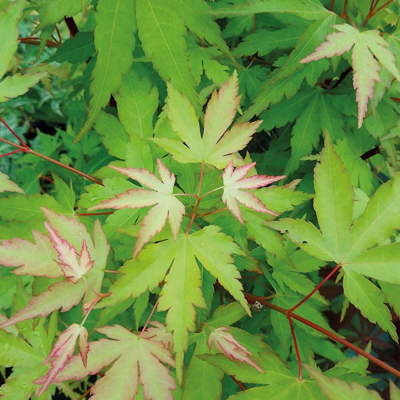 Acer Palmatum Katsura - Image 3