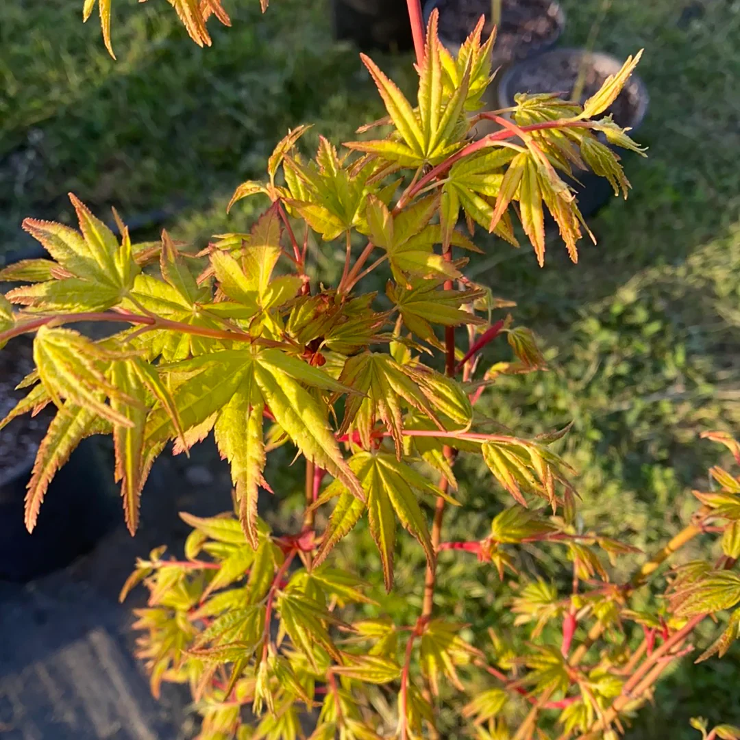 Acer Palmatum Katsura - Image 4