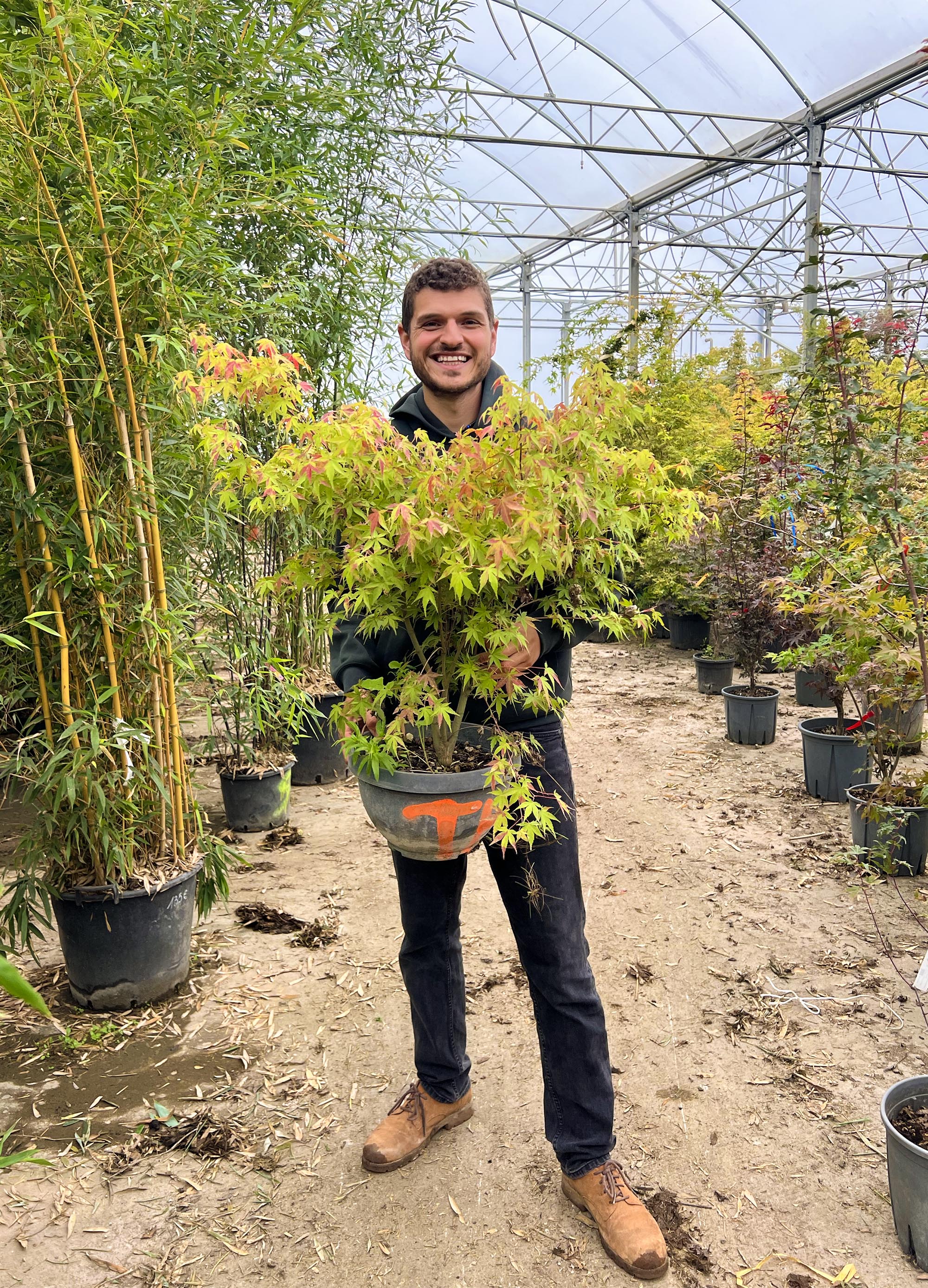 Acer Palmatum Katsura - Image 6