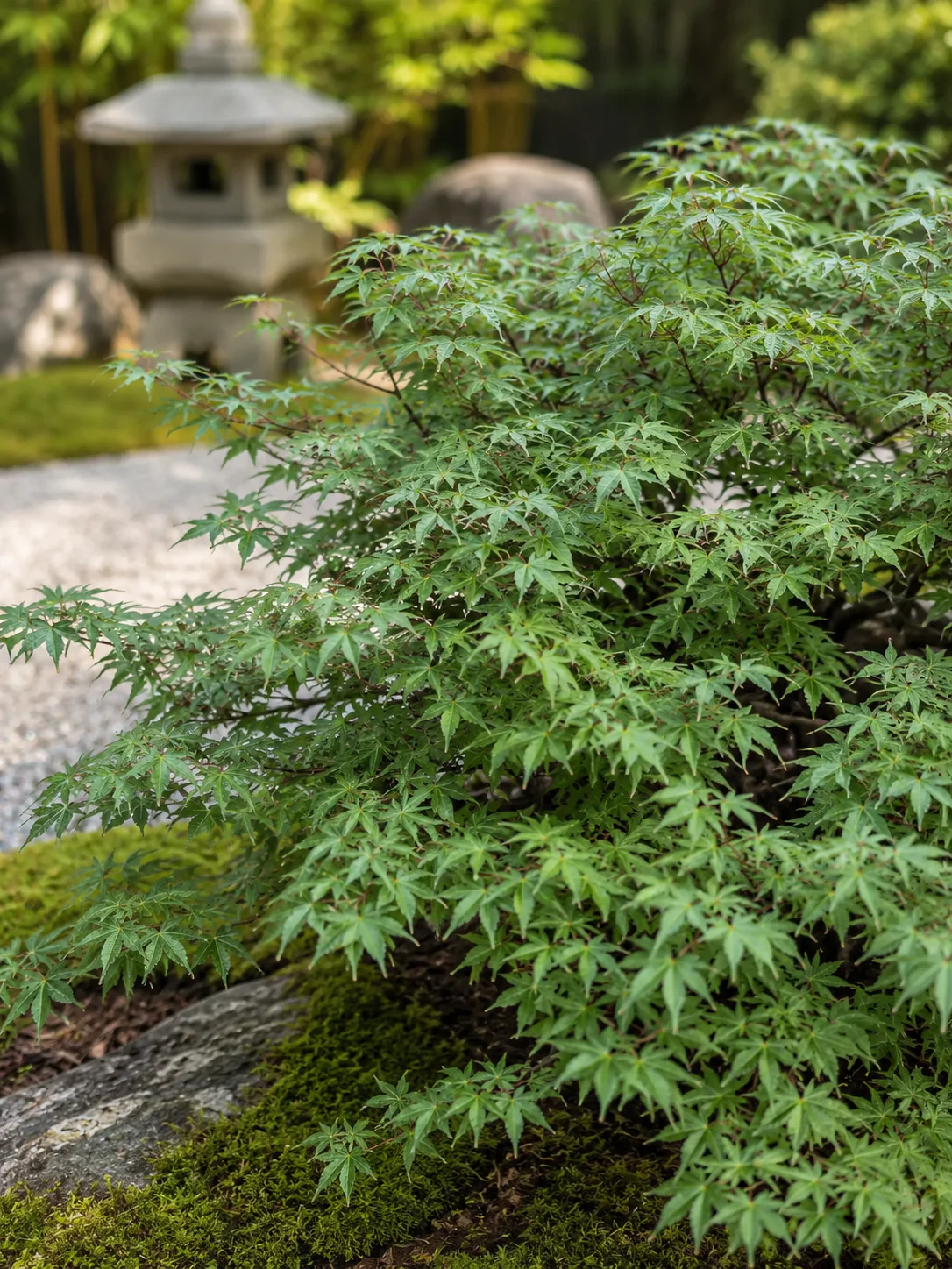 Acer Palmatum 'Kiyohime' - Image 2