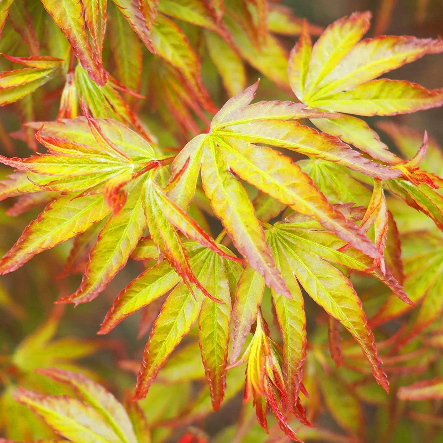Acer Palmatum 'Little Princess' - Image 2