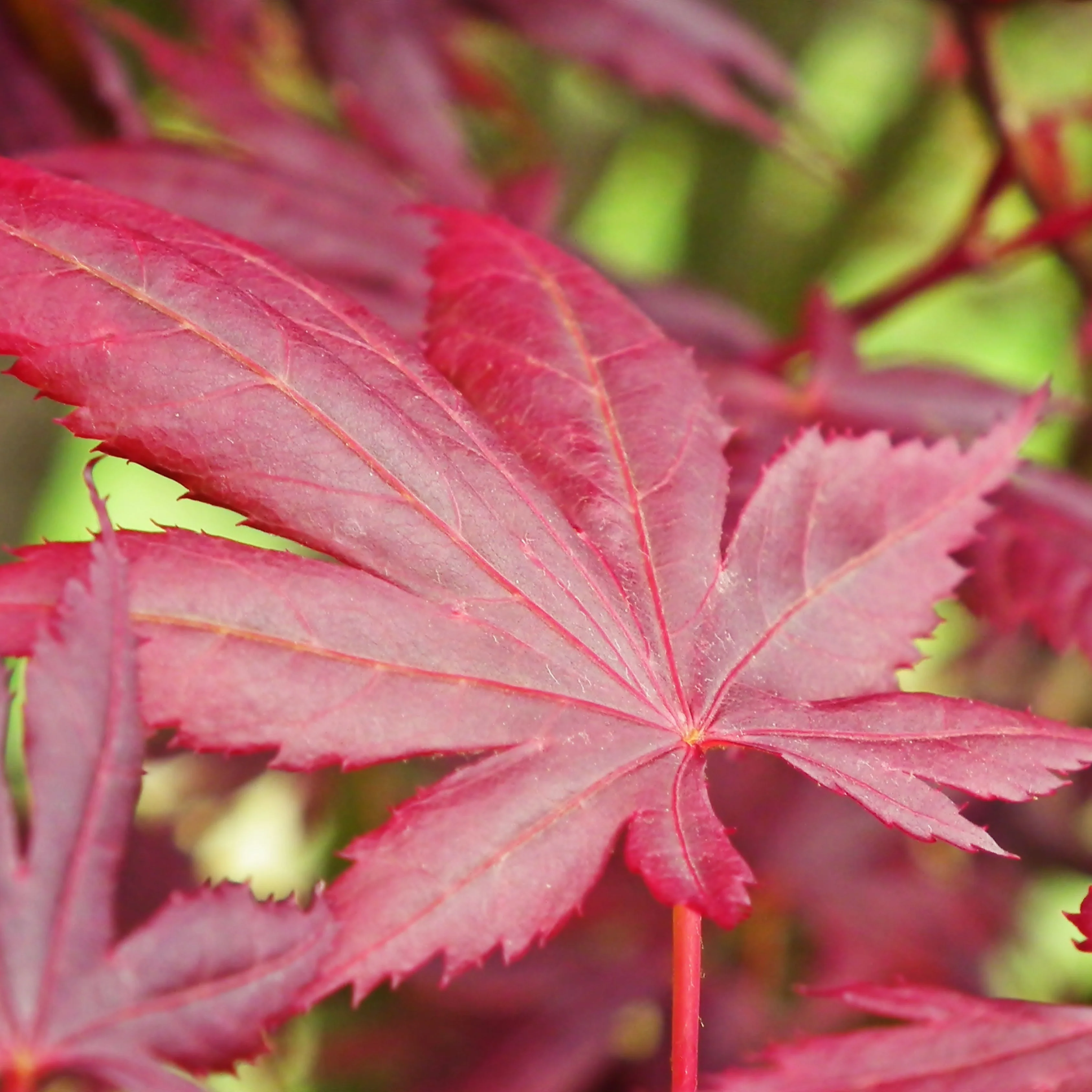 Acer Palmatum 'Little Red' - Image 2