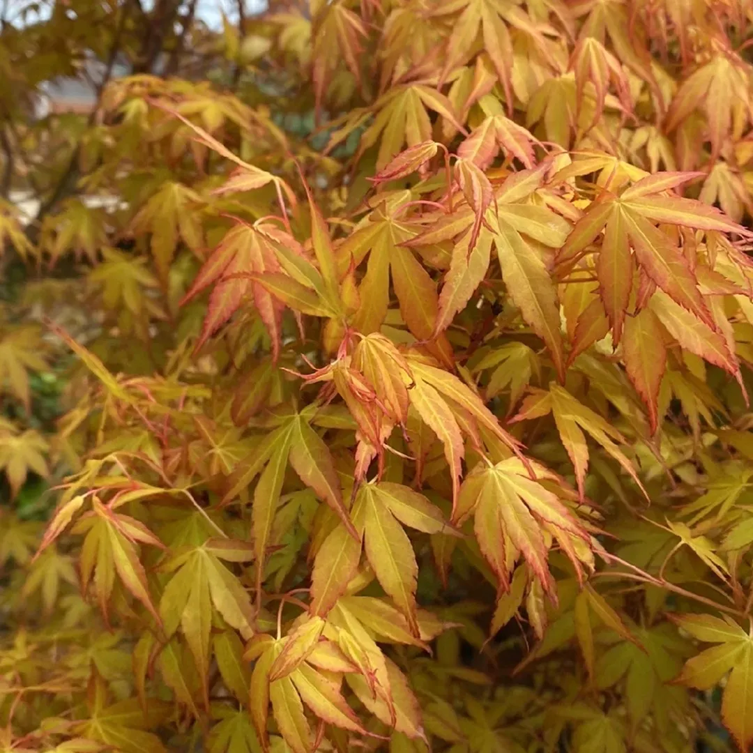 Acer Palmatum Orange Dream - Image 2