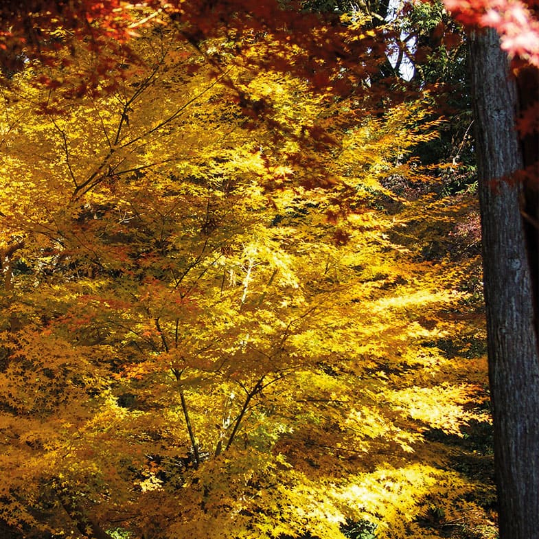 Acer Palmatum Orange Dream - Image 5