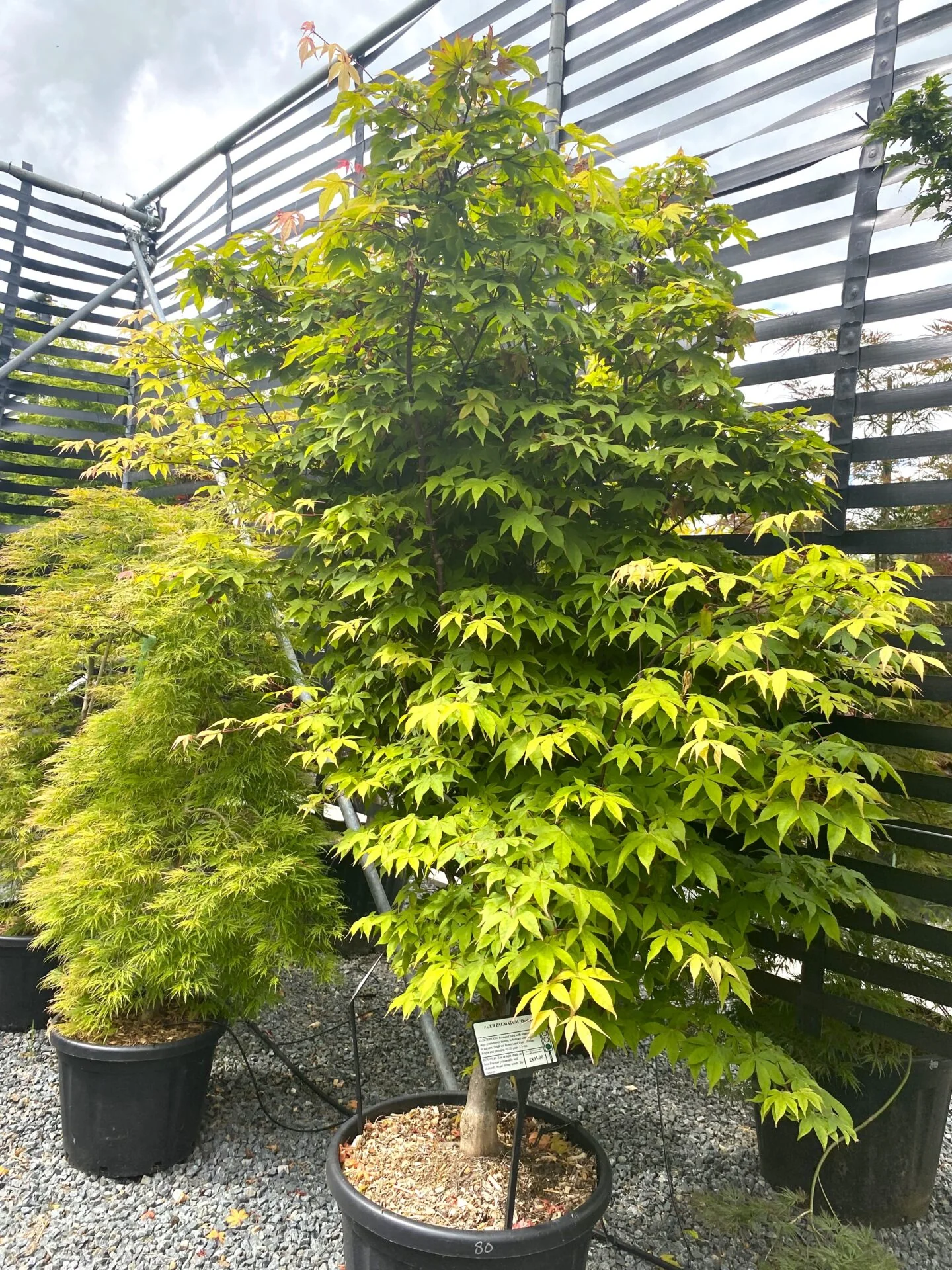 Acer Palmatum Osakazuki - Image 3
