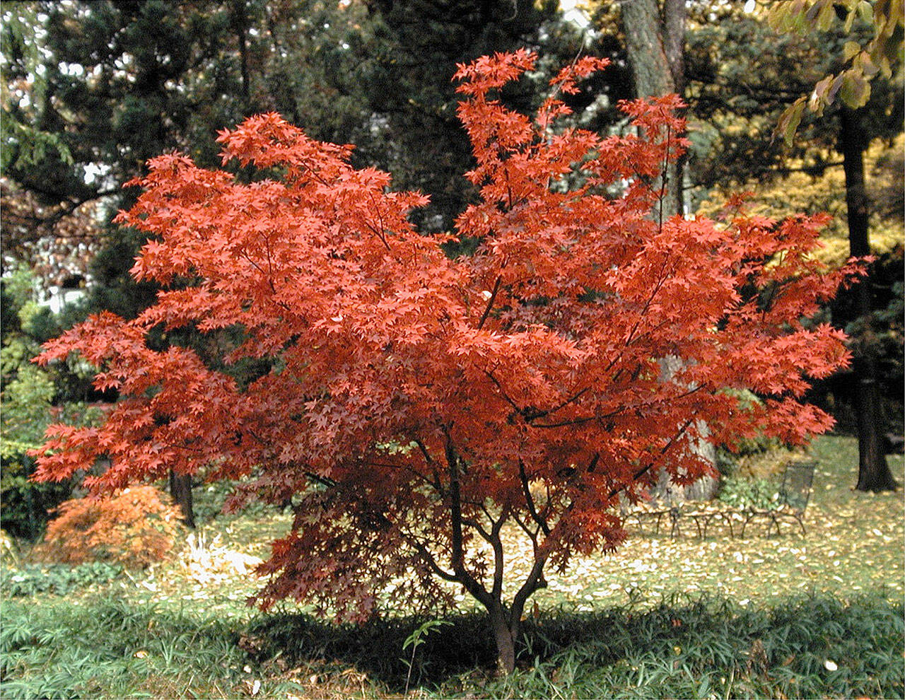 Acer Palmatum Osakazuki - Image 4