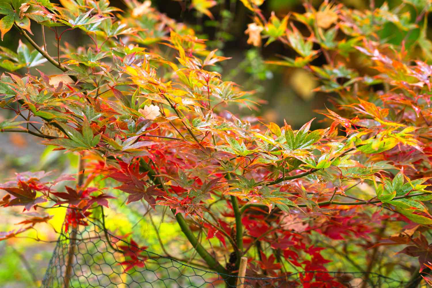 Acer Palmatum Osakazuki - Image 5