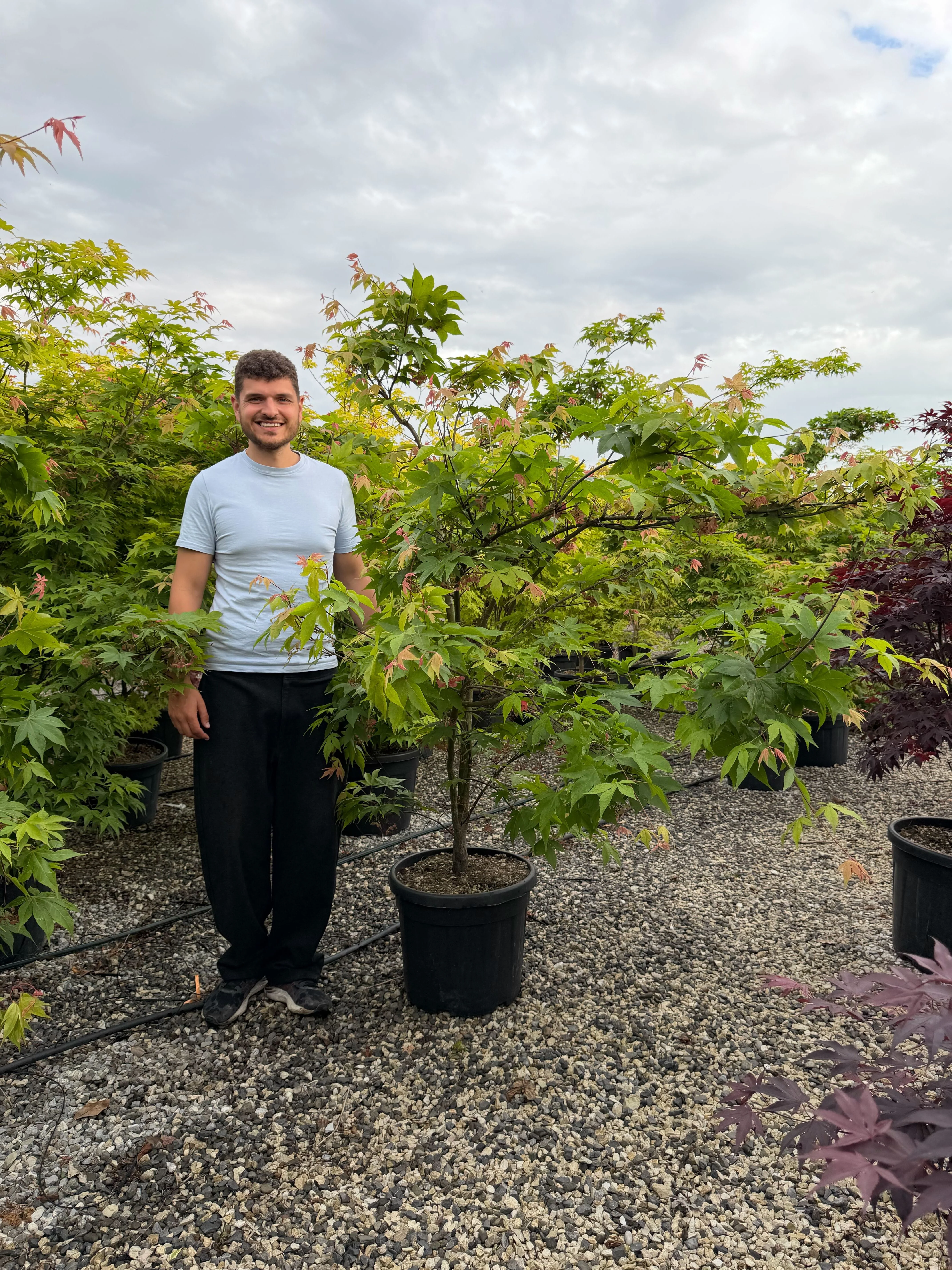 Acer Palmatum Osakazuki - Image 7