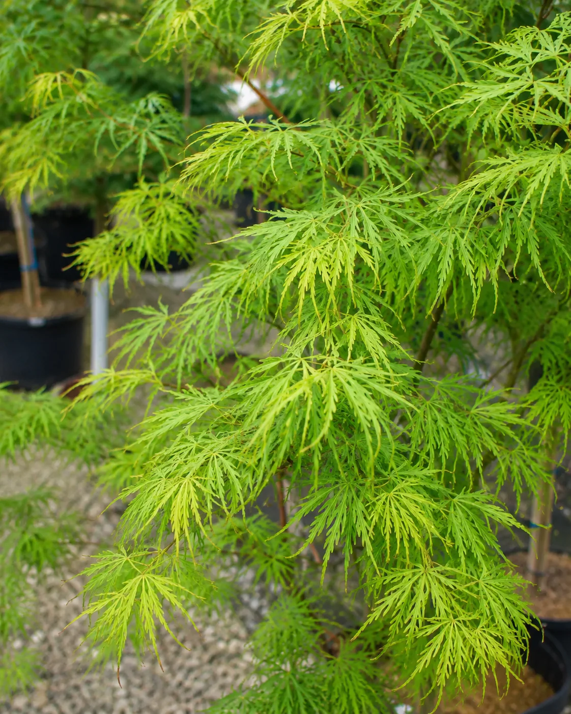Acer palmatum 'Scolopendrifolium' - Image 2