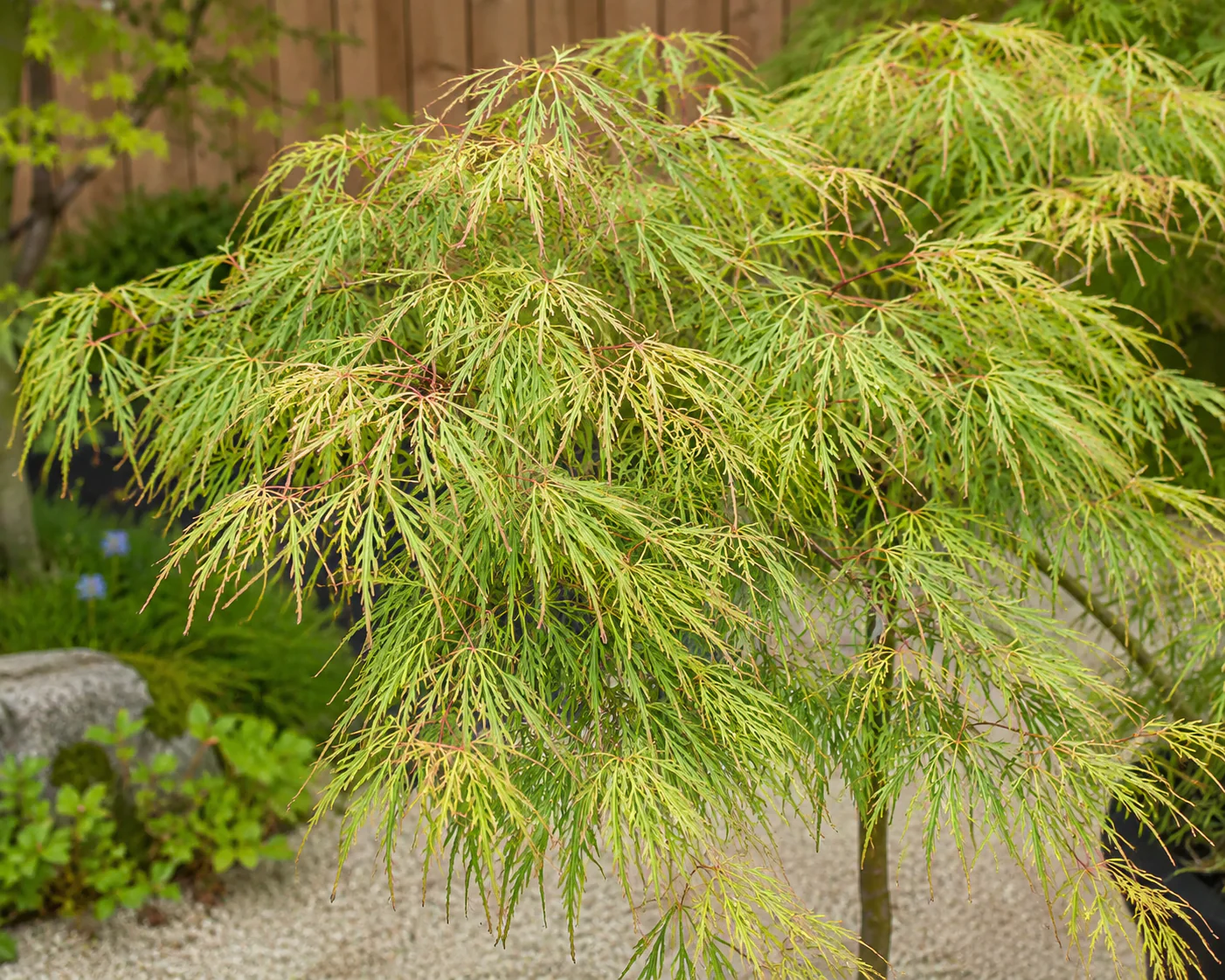 Acer palmatum 'Seiryu' - Image 2