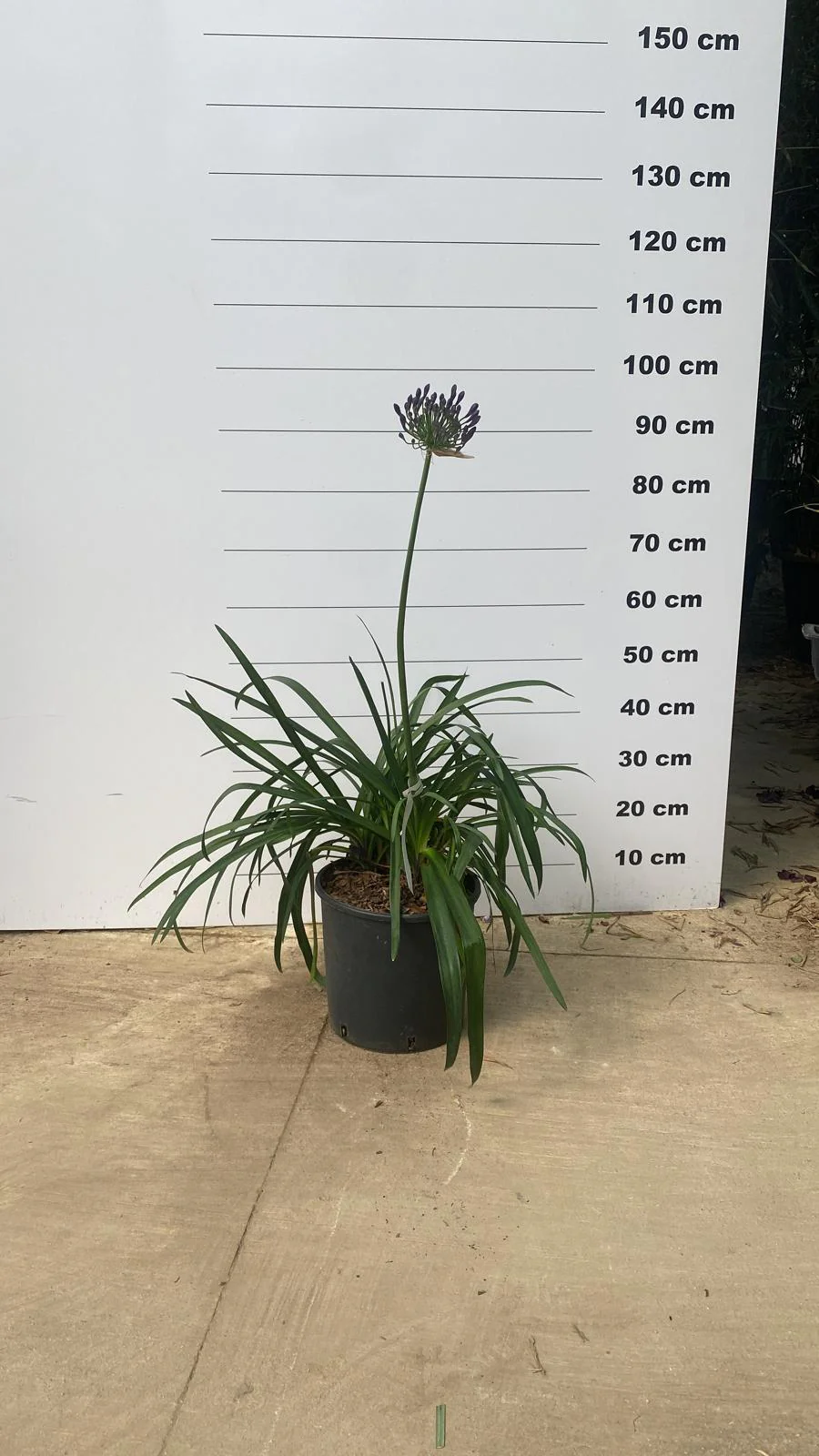 Agapanthe (Agapanthus) - Image 5