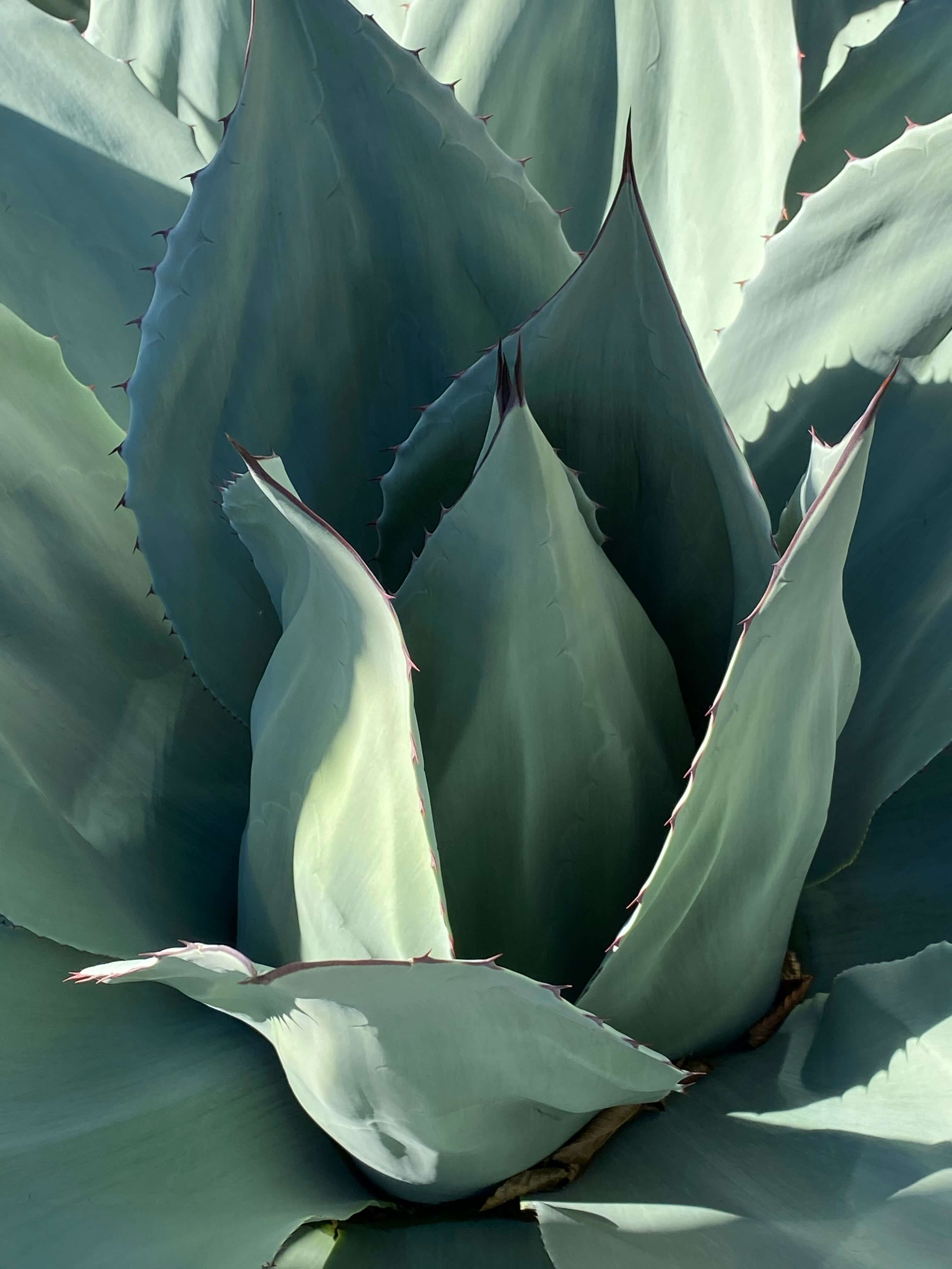 Agave (Agavaceae Americana) - Image 11