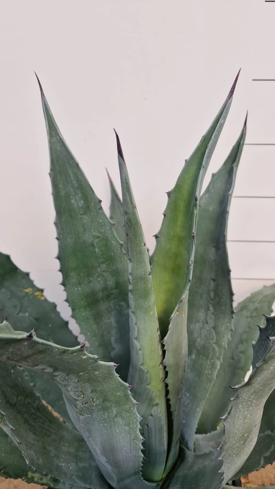 Agave (Agavaceae Americana) - Image 12