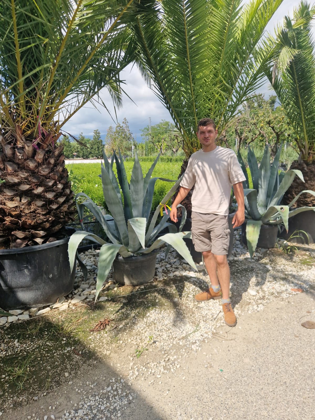Agave (Agavaceae Americana) - Image 14