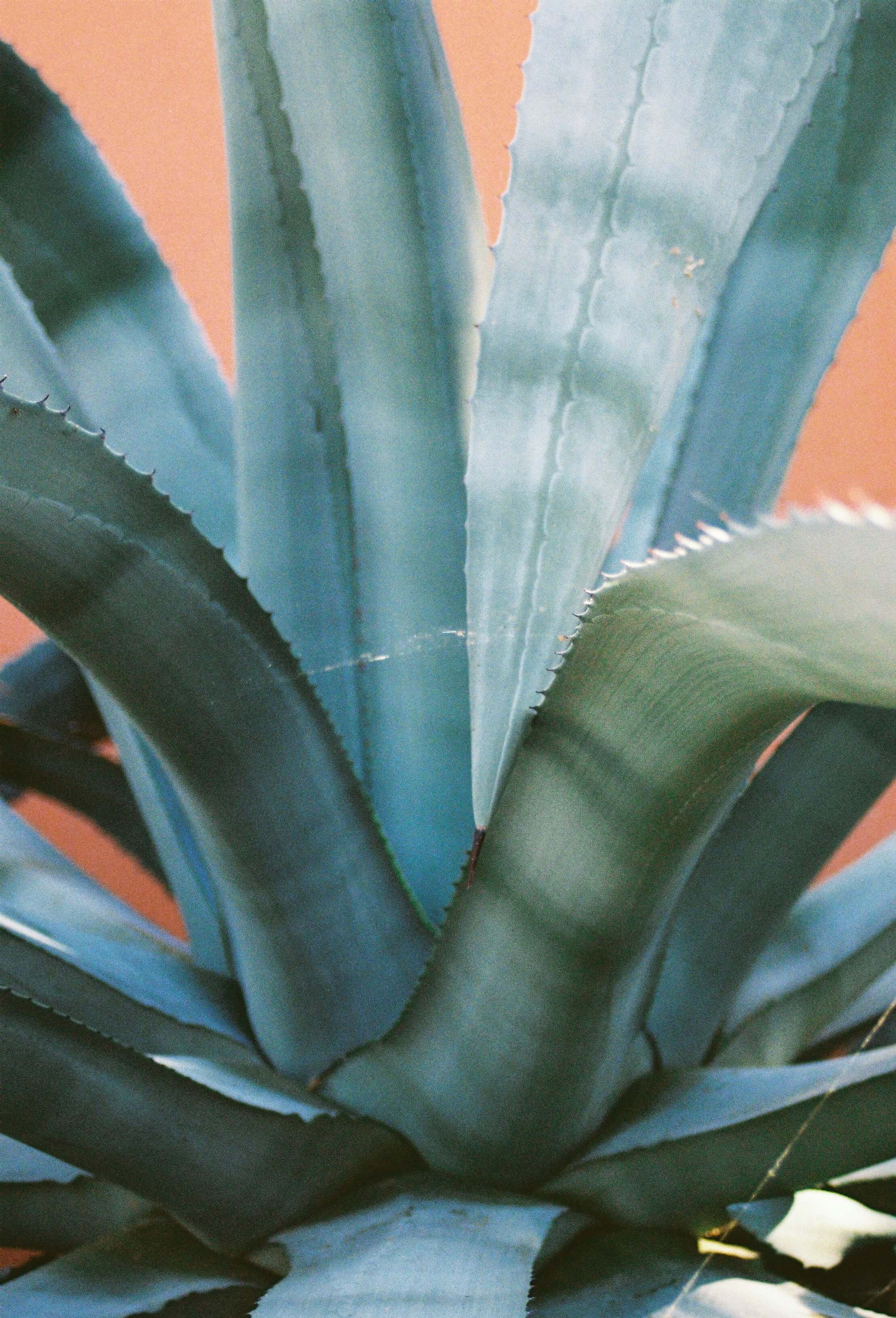 Agave (Agavaceae Americana) - Image 2