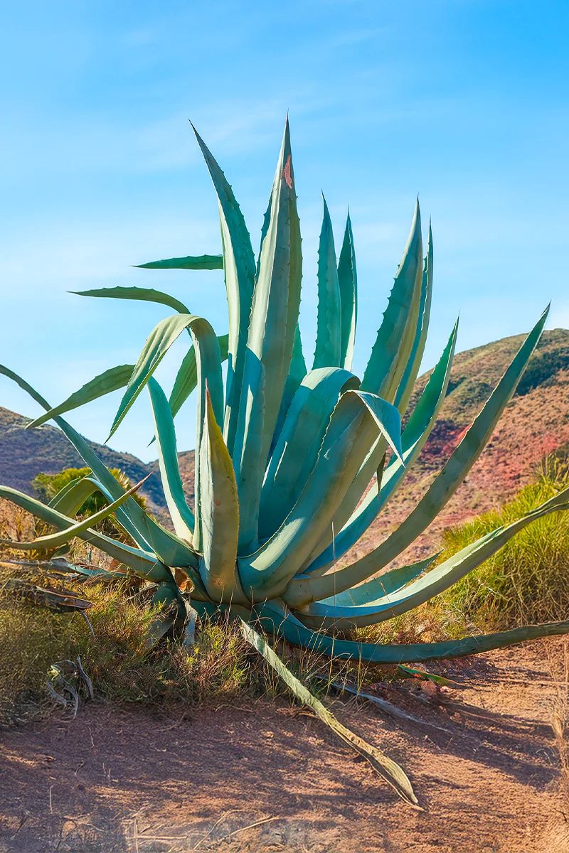 Agave (Agavaceae Americana) - Image 4