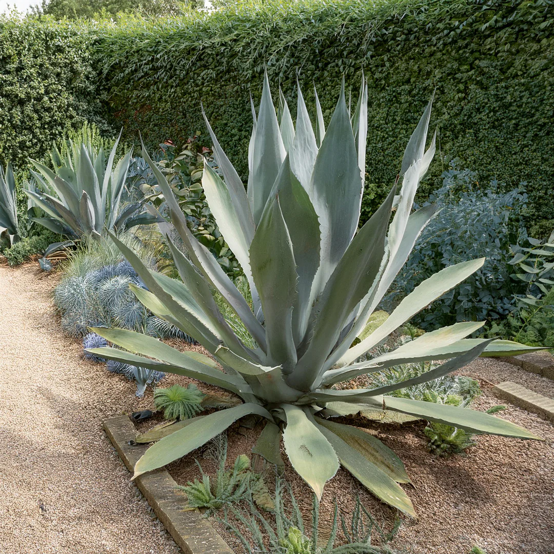 Agave (Agavaceae Americana) - Image 6