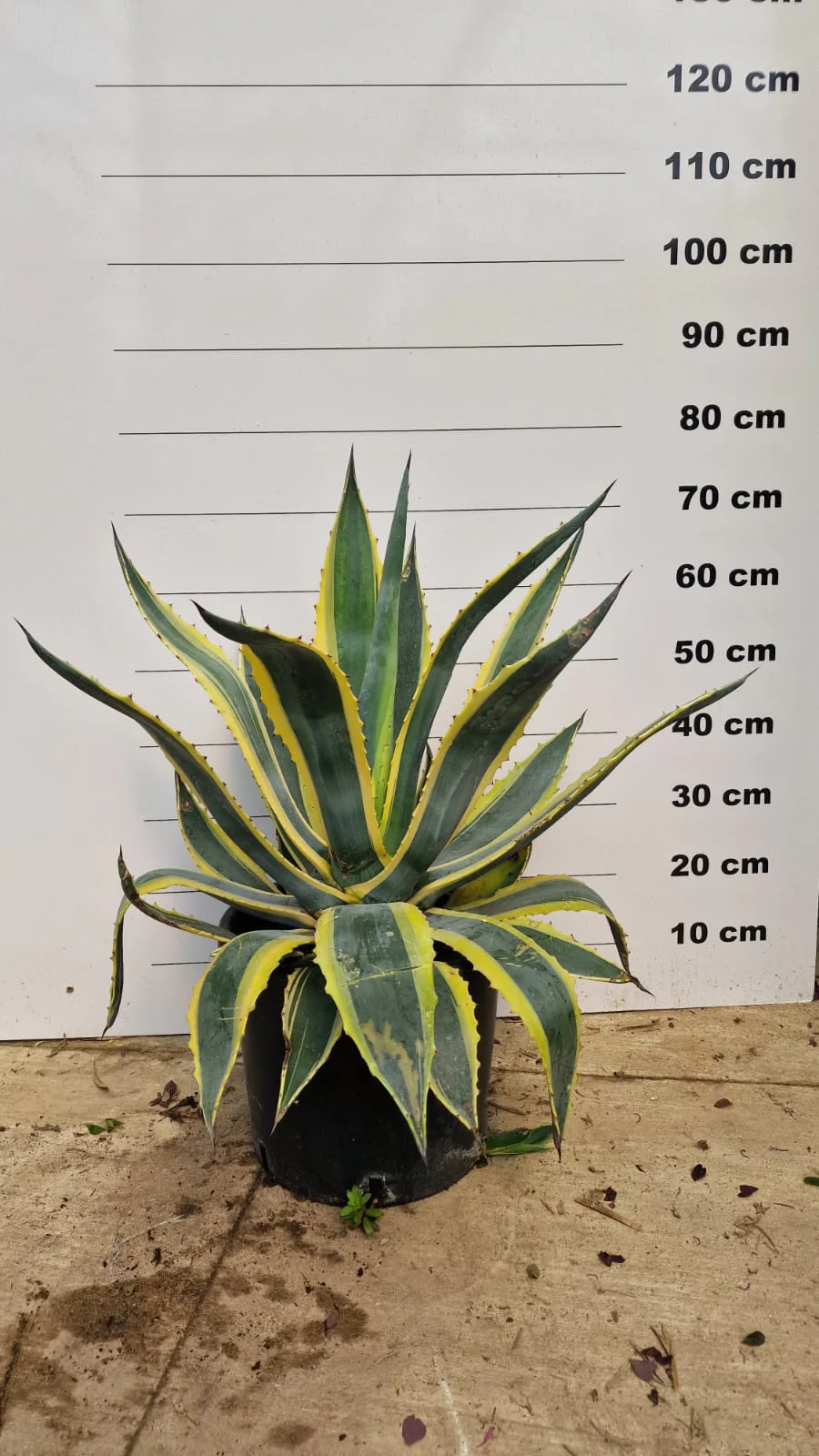 Agave (Agavaceae Americana) - Image 8