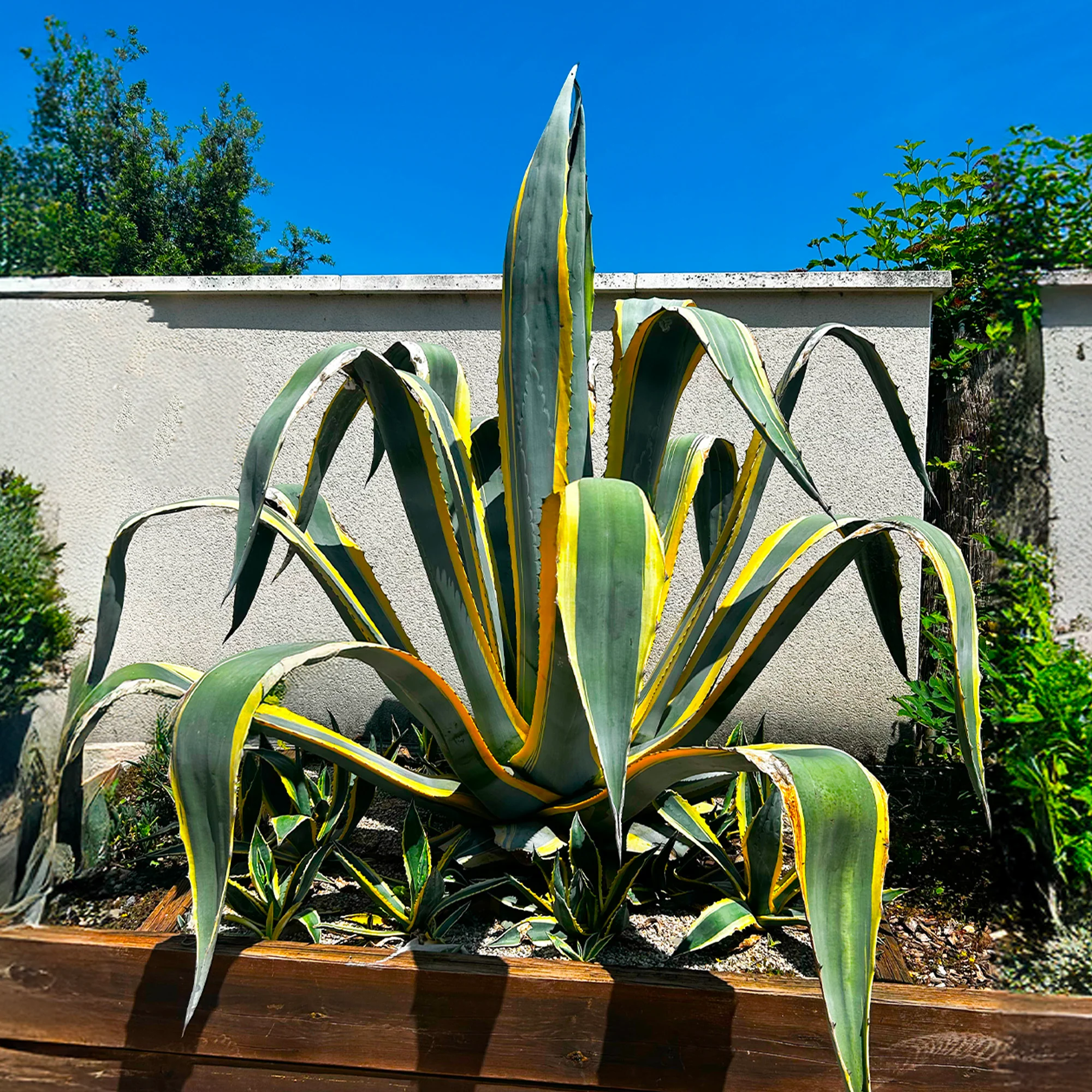 Agave panaché Jaune (Agave Variegata)