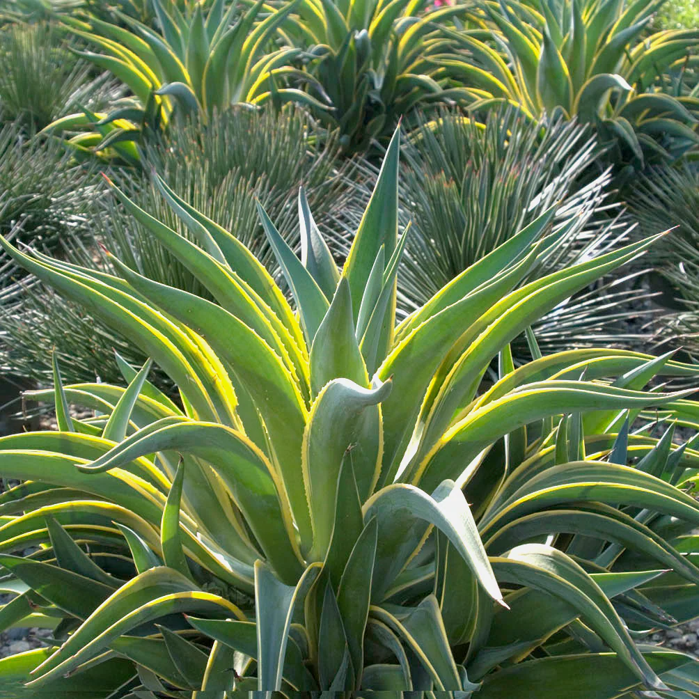 Agave panaché Jaune (Agave Variegata) - Image 2