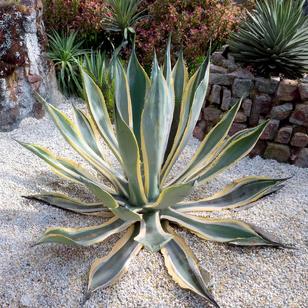 Agave panaché Jaune (Agave Variegata) - Image 3