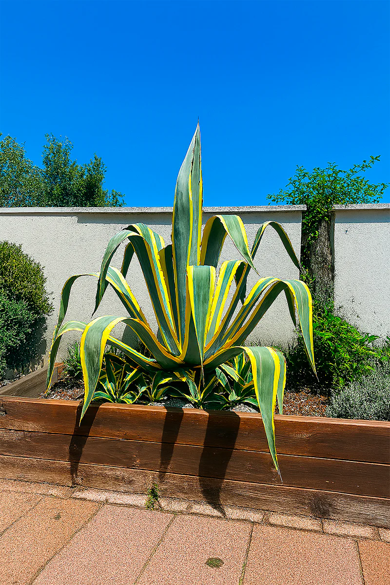Agave panaché Jaune (Agave Variegata) - Image 4
