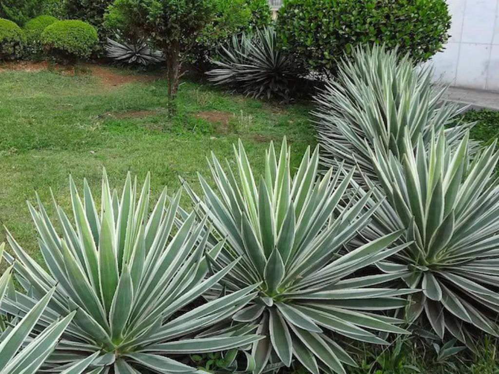 Agave panaché Jaune (Agave Variegata) - Image 5