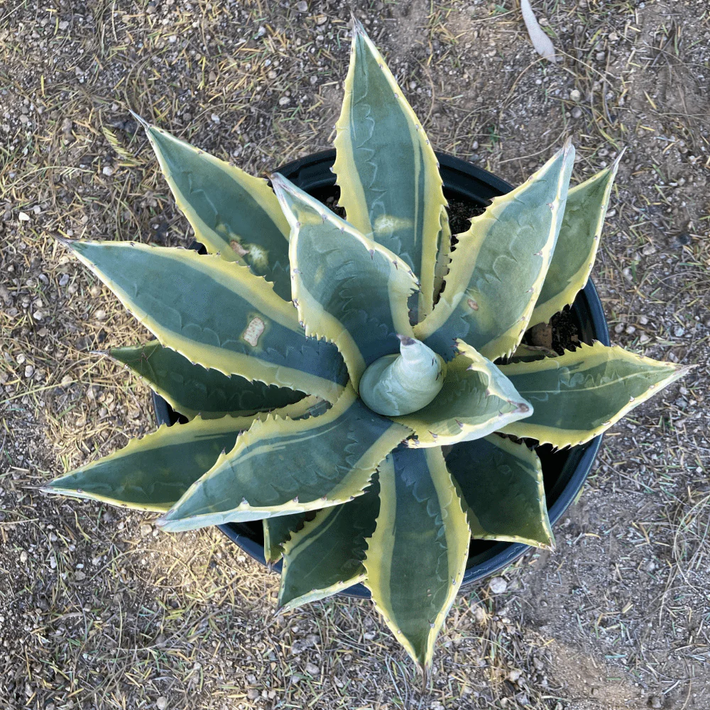 Agave panaché Jaune (Agave Variegata) - Image 7