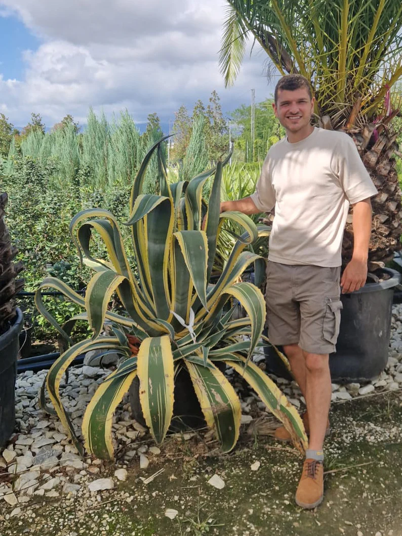 Agave panaché Jaune (Agave Variegata) - Image 8