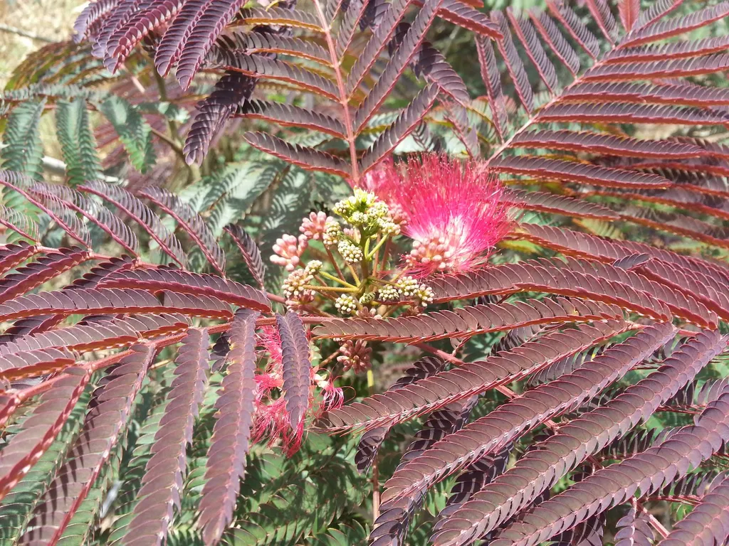 Arbre à Soie (Albizia Julibrissin "Evey's Pride") - Image 3