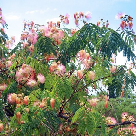 Arbre à soie en tige (Albizia Julibrissin 'Ombrella') - Image 3
